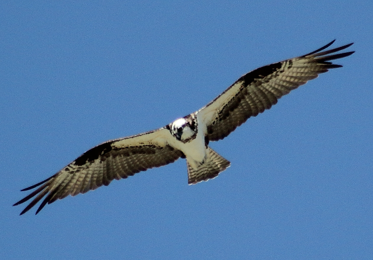 Canon EOS 60D + EF75-300mm f/4-5.6 sample photo. Fly by photography