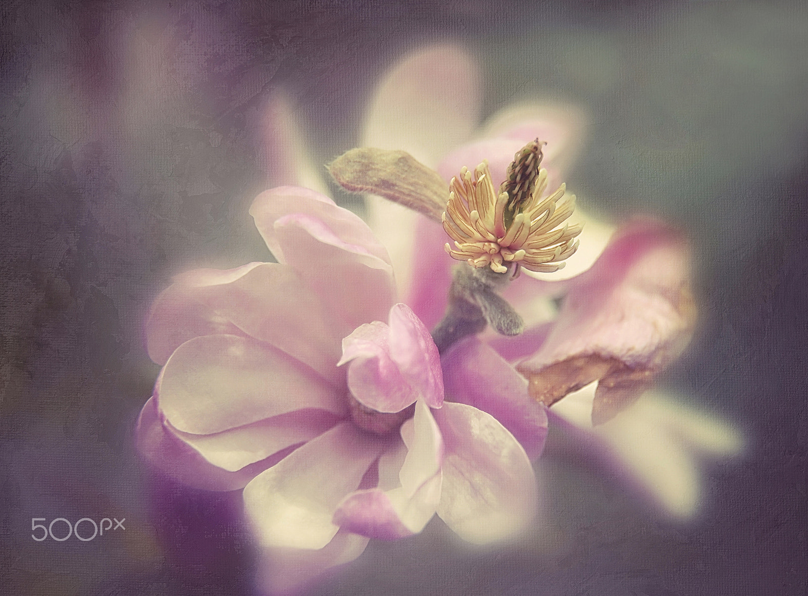 Nikon D800E sample photo. Magnolias photography