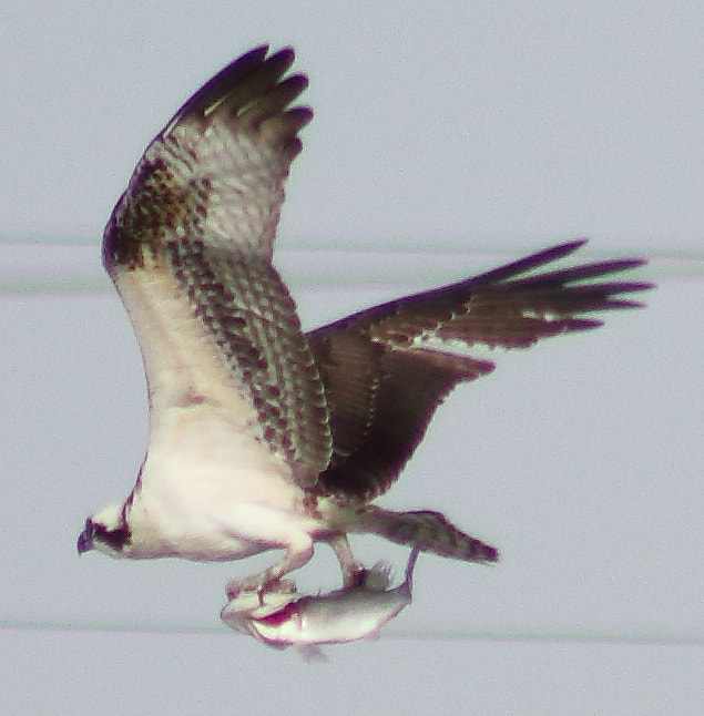 Canon EOS 60D + EF75-300mm f/4-5.6 sample photo. Osprey with fish photography