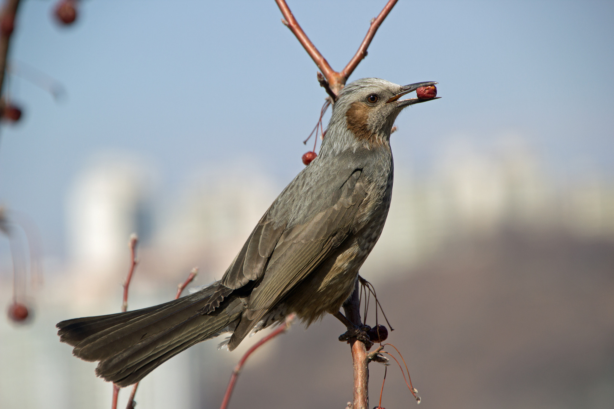 Canon EOS 60D sample photo. Bird photography