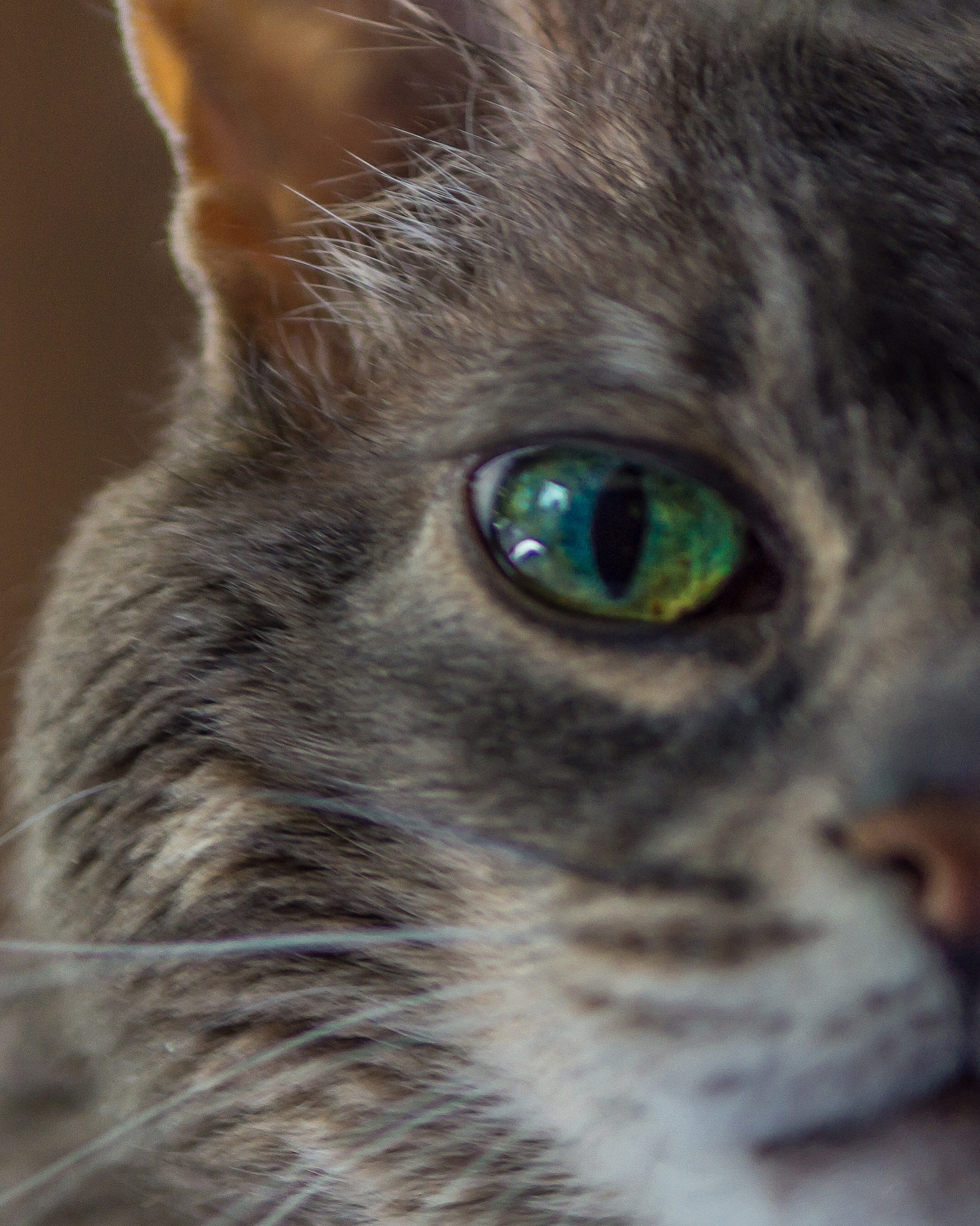 Nikon D7200 sample photo. A cat a ran into photography