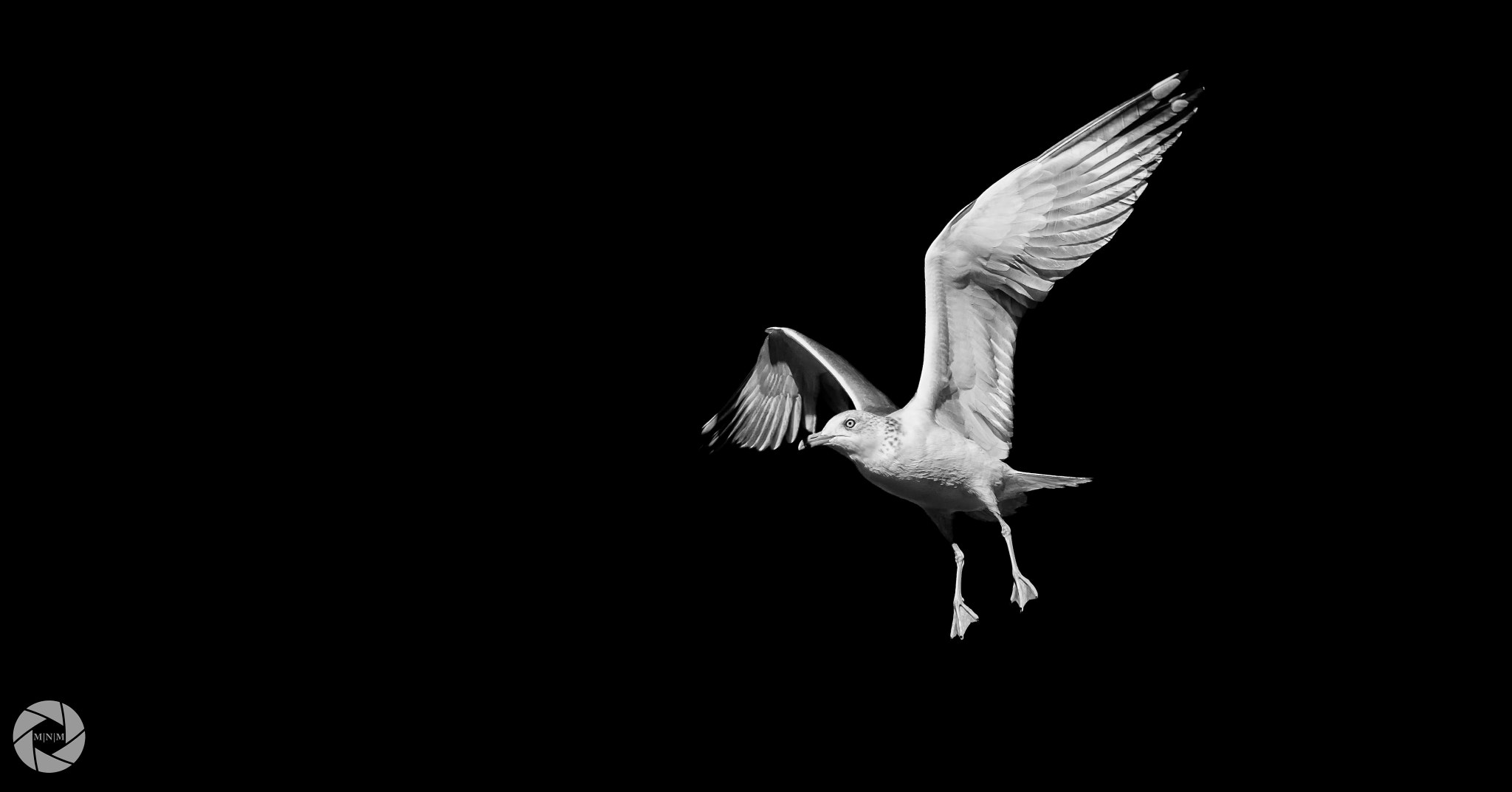 Nikon D7200 sample photo. A seagull photography