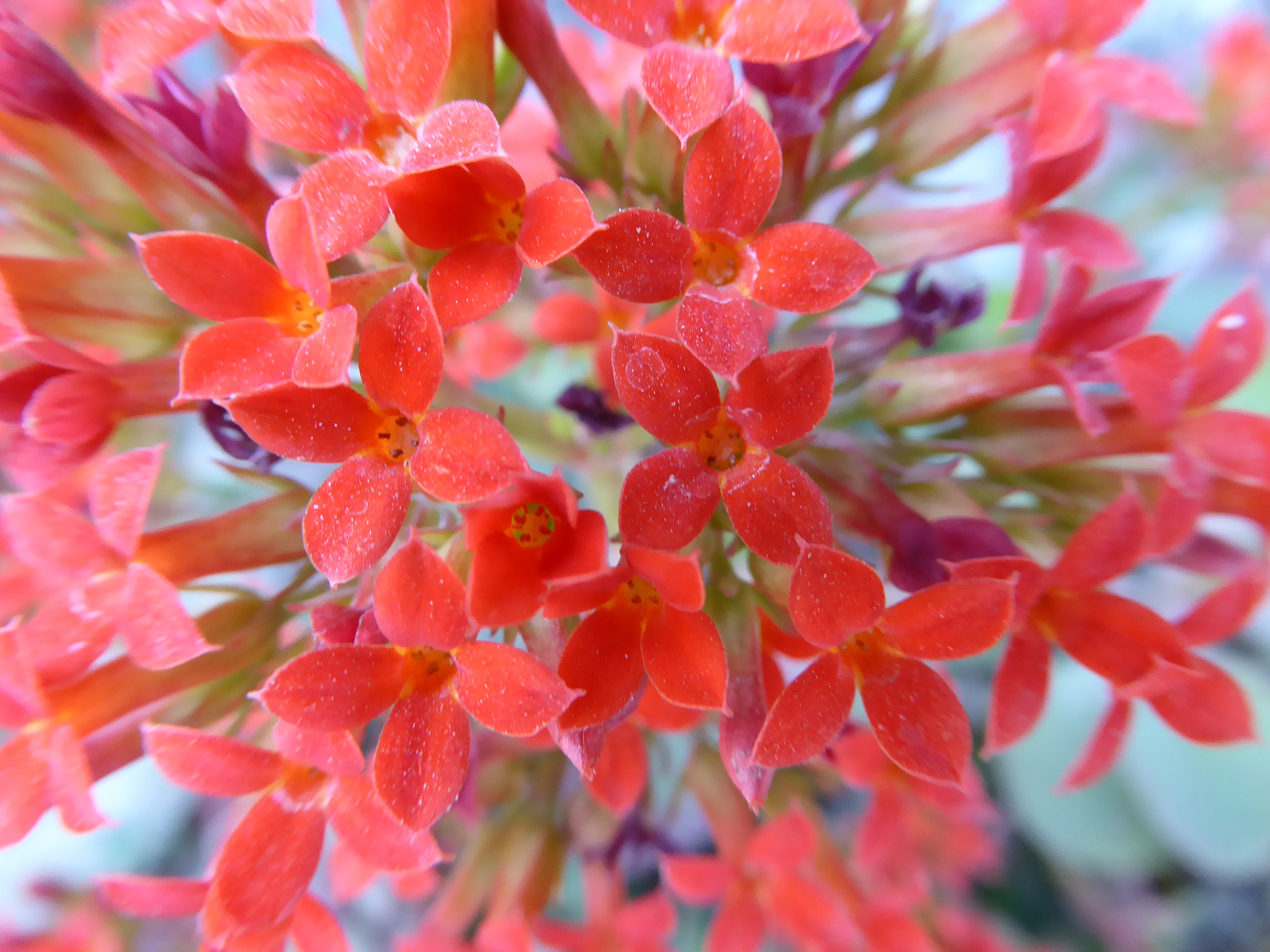 Panasonic Lumix DMC-ZS40 (Lumix DMC-TZ60) sample photo. Flowers photography