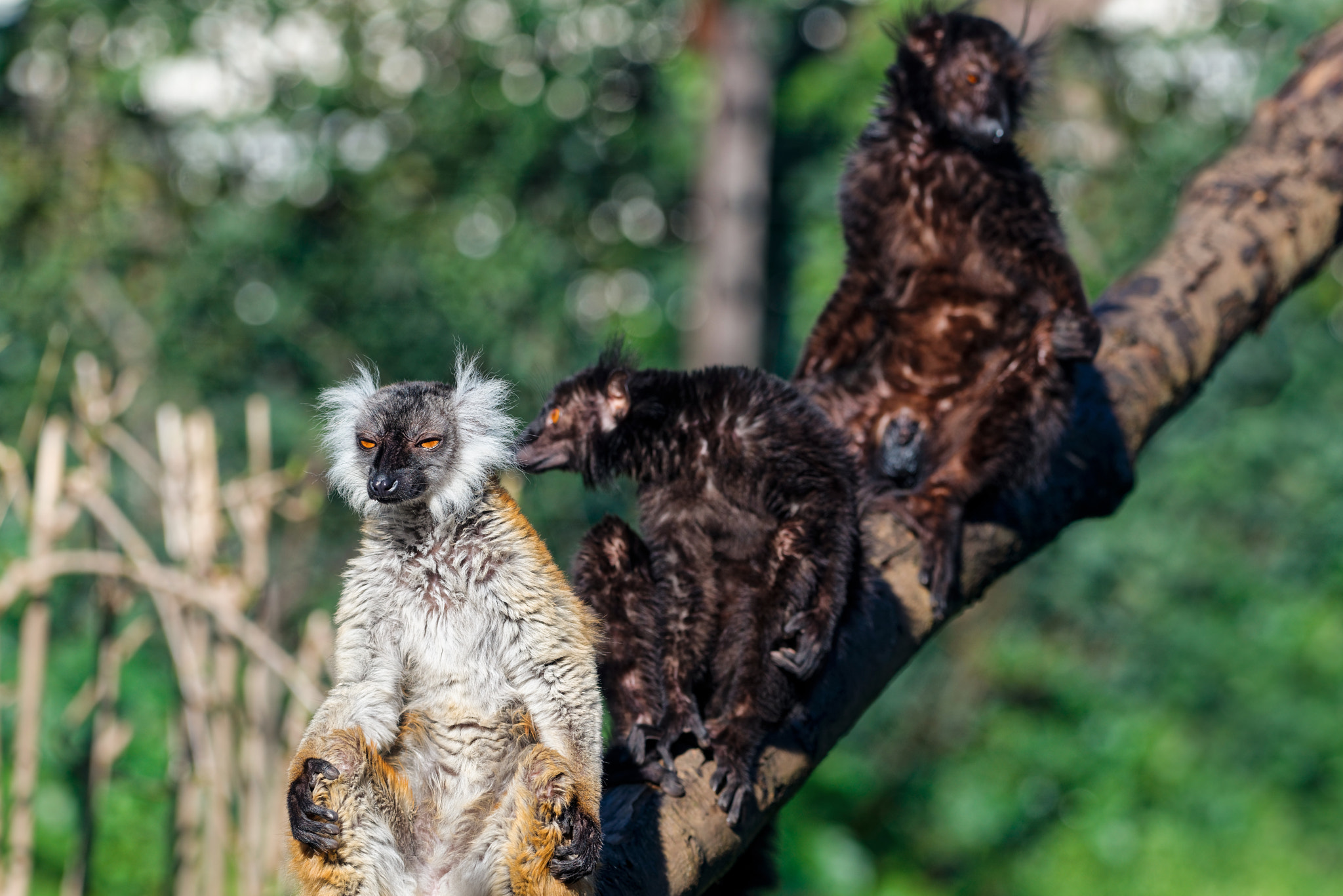 Nikon AF-S Nikkor 200-500mm F5.6E ED VR sample photo. Black lemurs photography