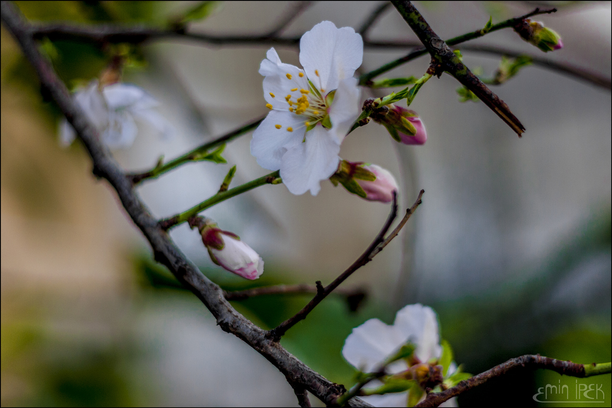 Canon EOS 40D sample photo. Peach blossom photography