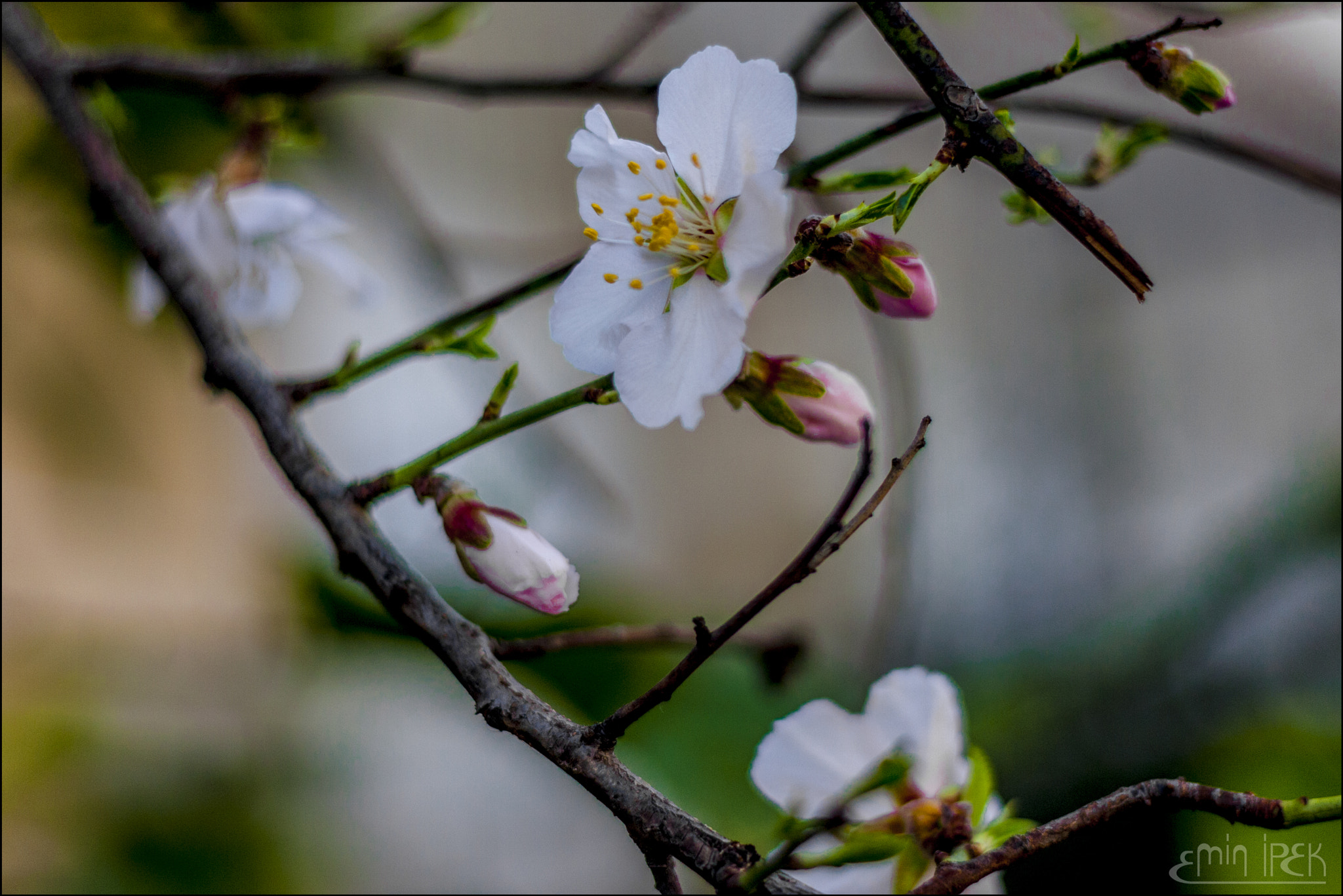 Canon EOS 40D + Canon EF 50mm F1.8 STM sample photo. Peach blossom photography