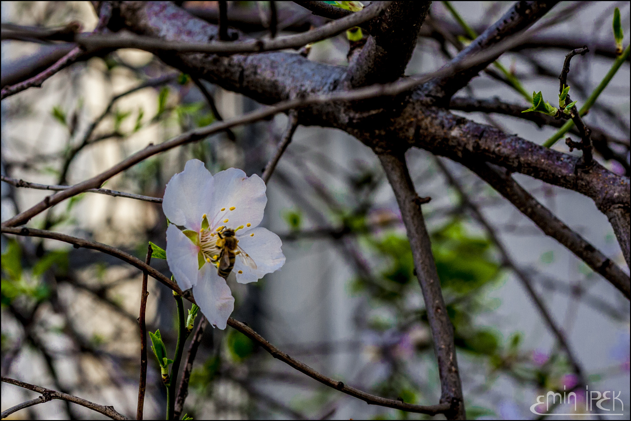 Canon EOS 40D + Canon EF 50mm F1.8 STM sample photo. Peach blossom photography