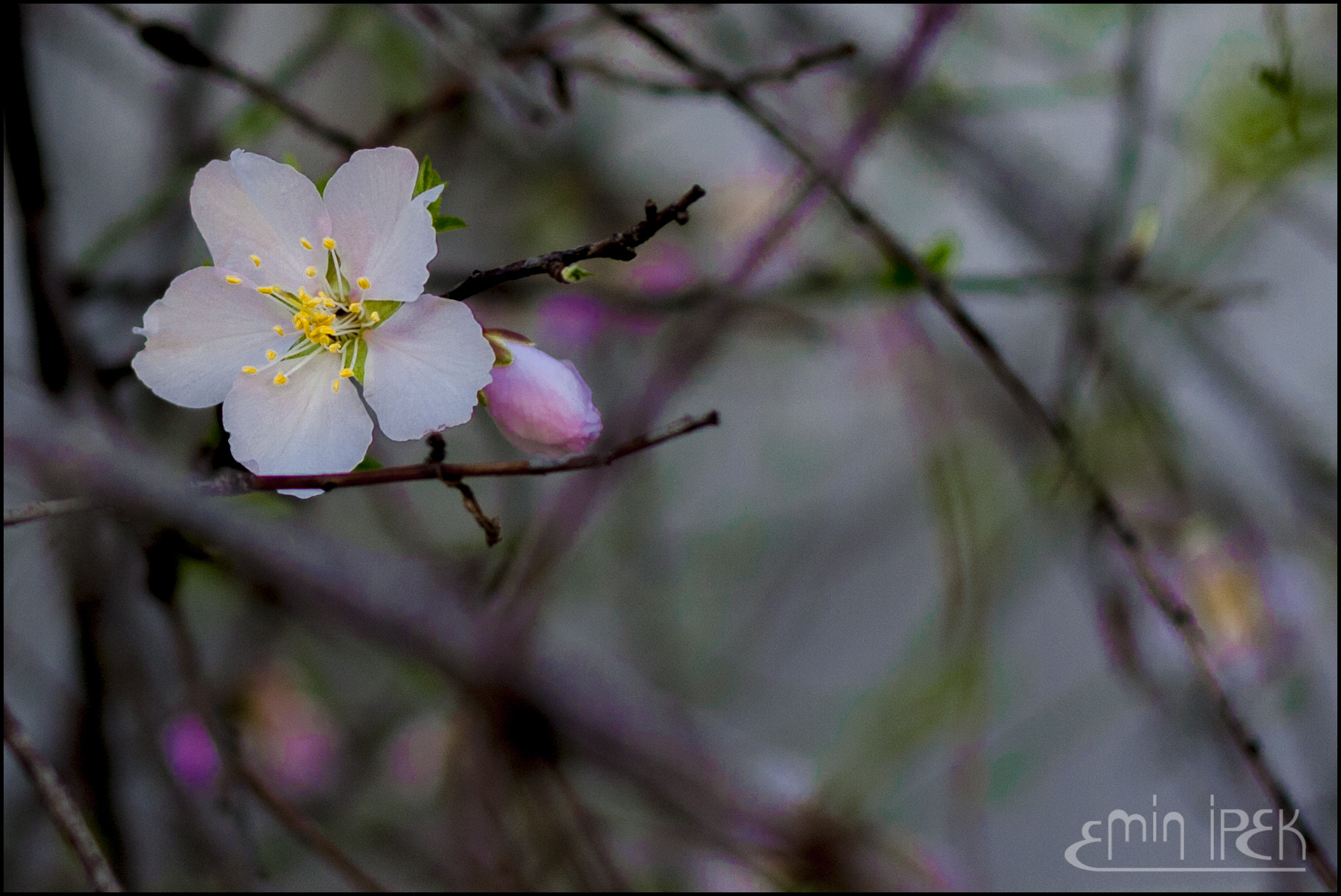 Canon EOS 40D + Canon EF 50mm F1.8 STM sample photo. Peach blossom photography