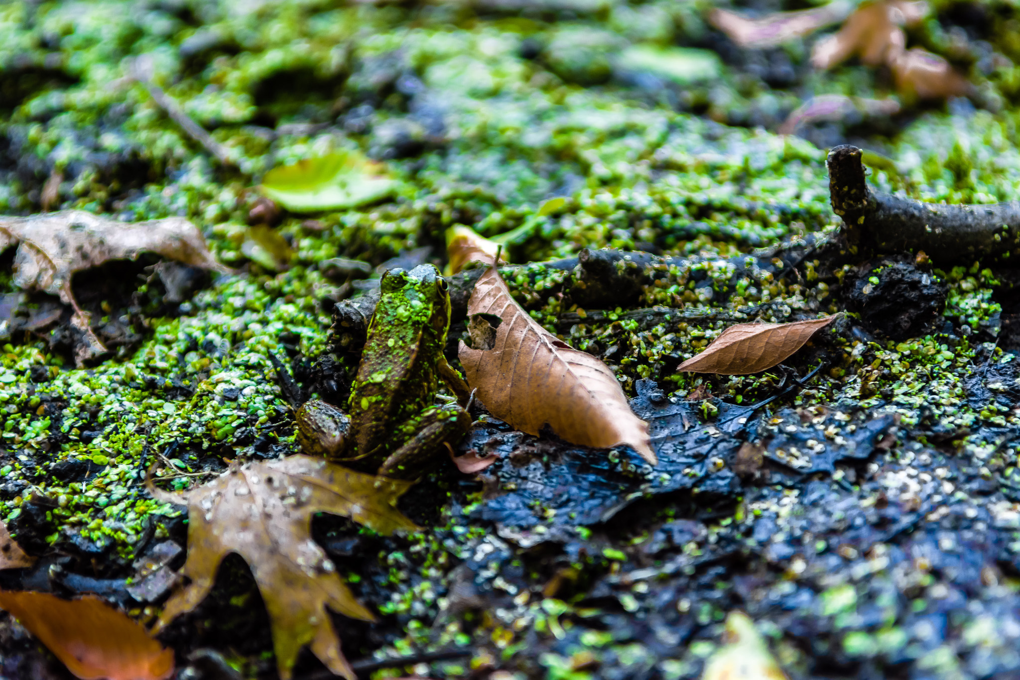 Nikon D7200 sample photo. Camouflaged frog photography