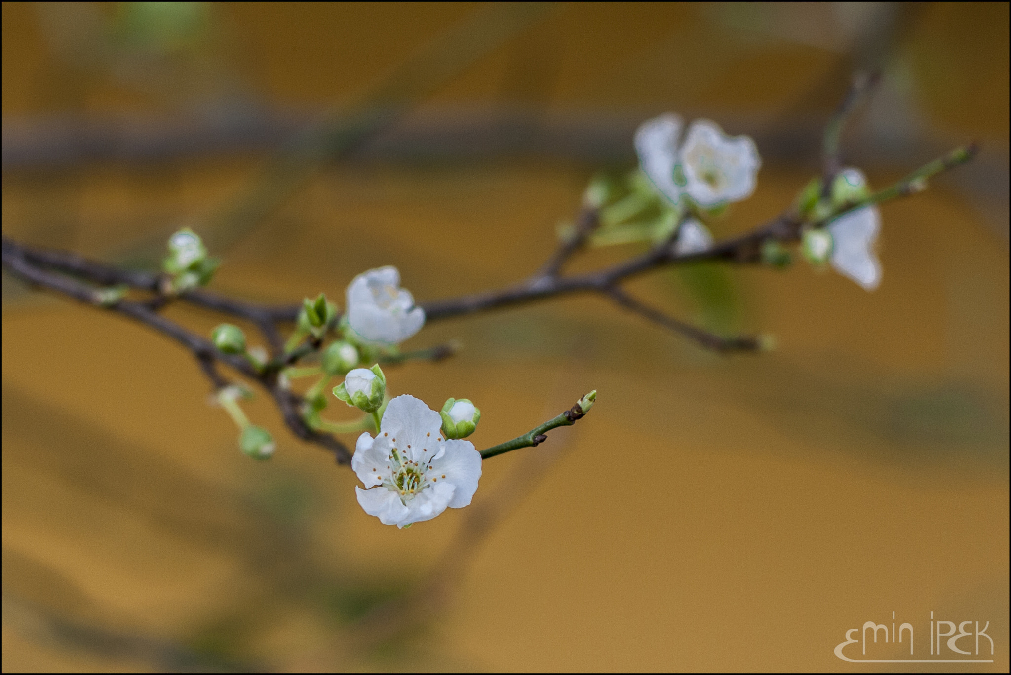 Canon EOS 40D + Canon EF 50mm F1.8 STM sample photo. Plum blossom photography
