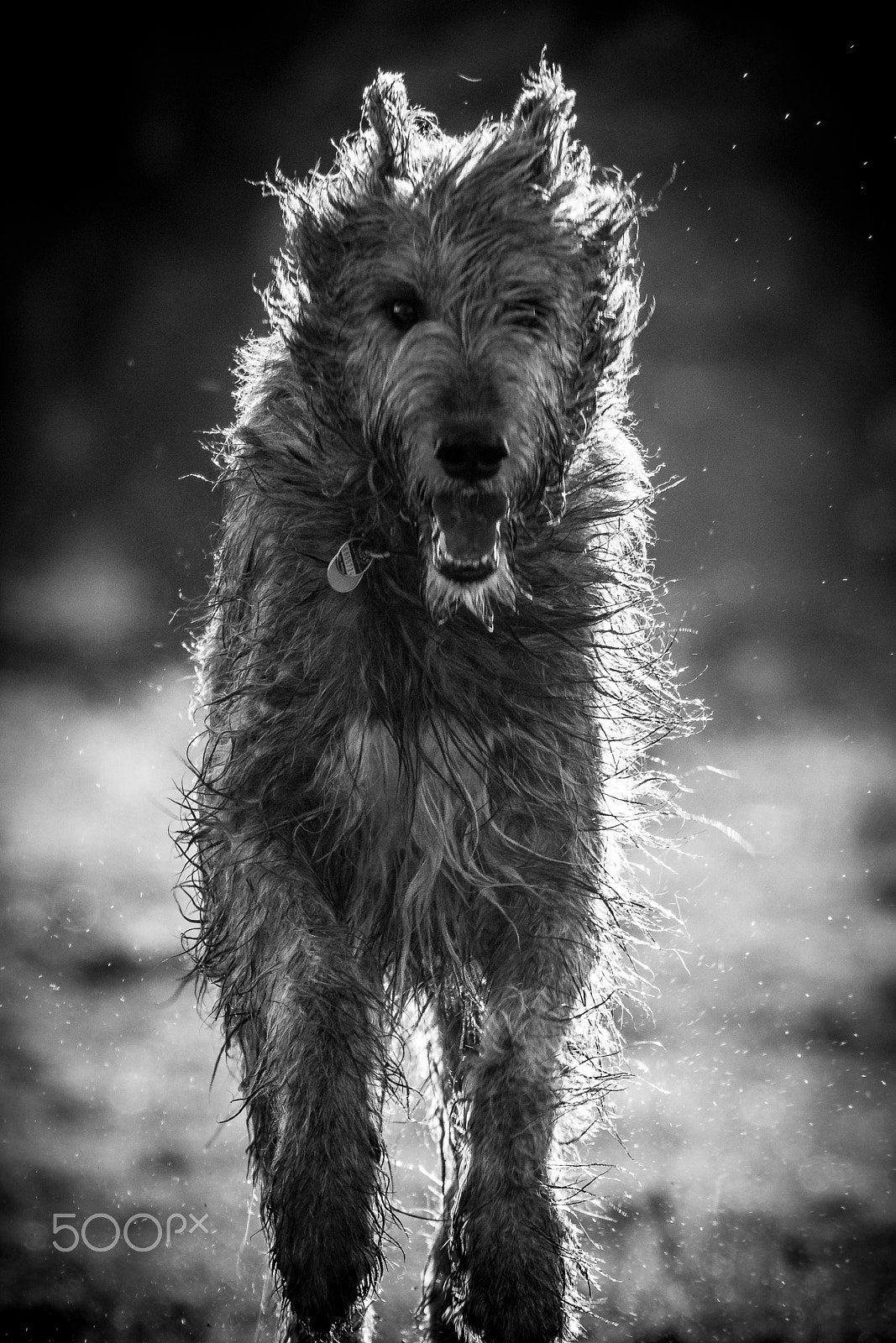 Nikon D500 sample photo. Irish wolfhound photography