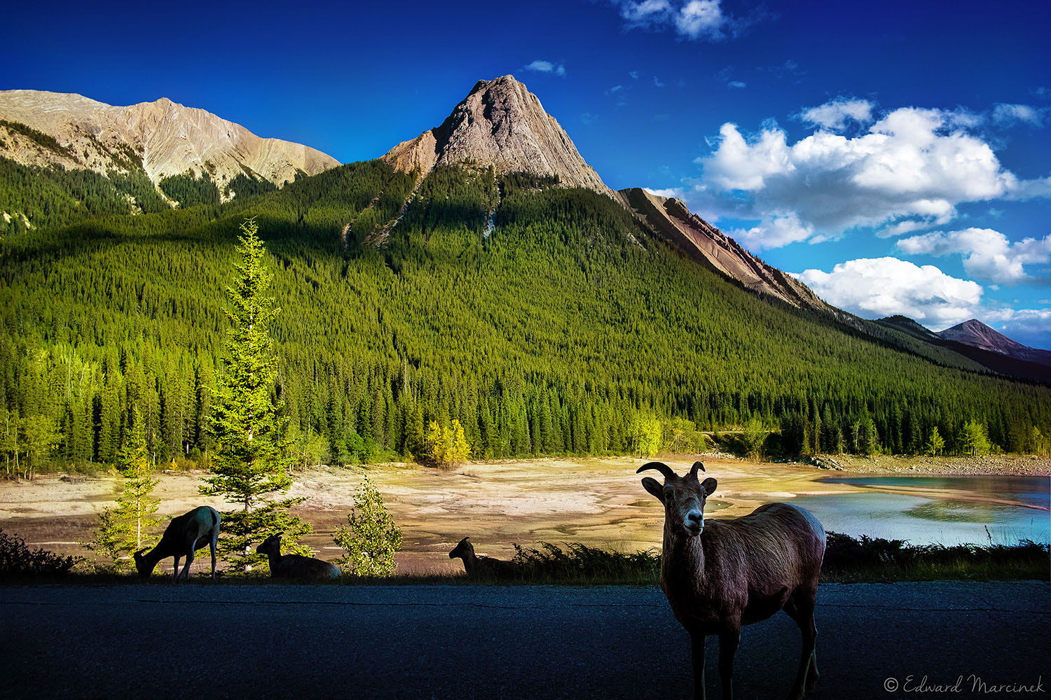 Fujifilm X-Pro1 + Fujifilm XF 18mm F2 R sample photo. Rocky mountain wildlife photography