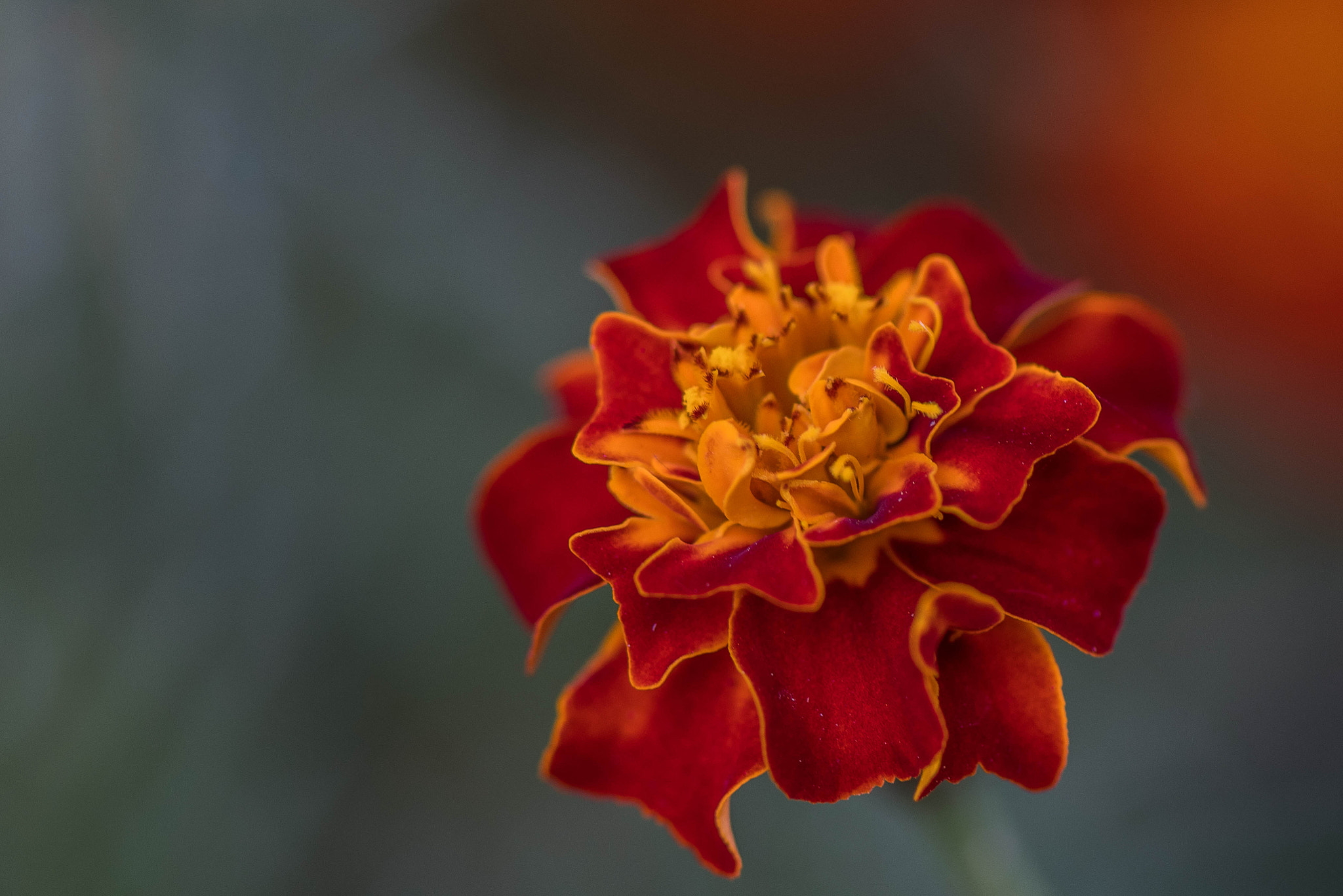Nikon AF-S Micro-Nikkor 105mm F2.8G IF-ED VR sample photo