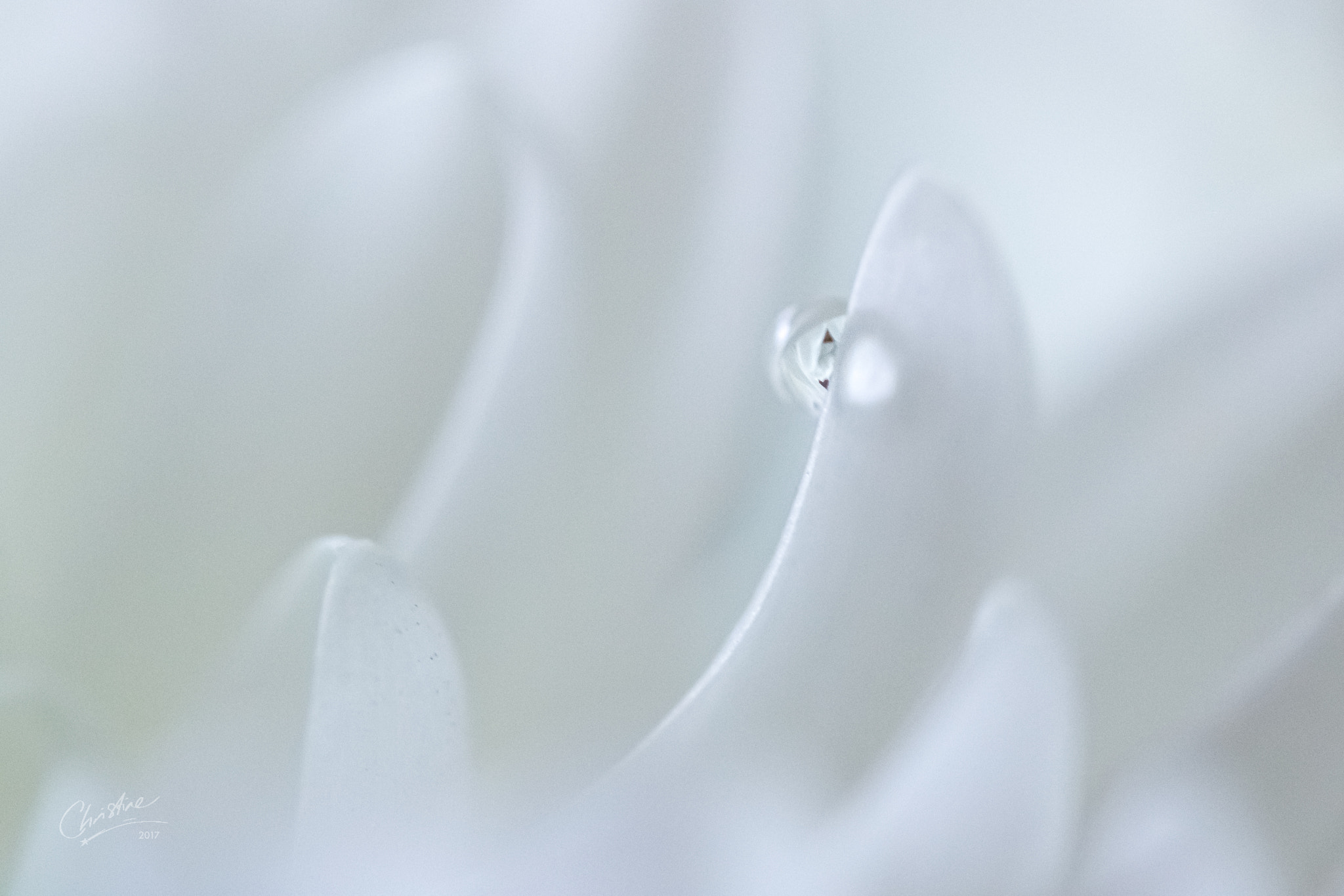 Canon EF-S 60mm F2.8 Macro USM sample photo. Heavenly petals photography