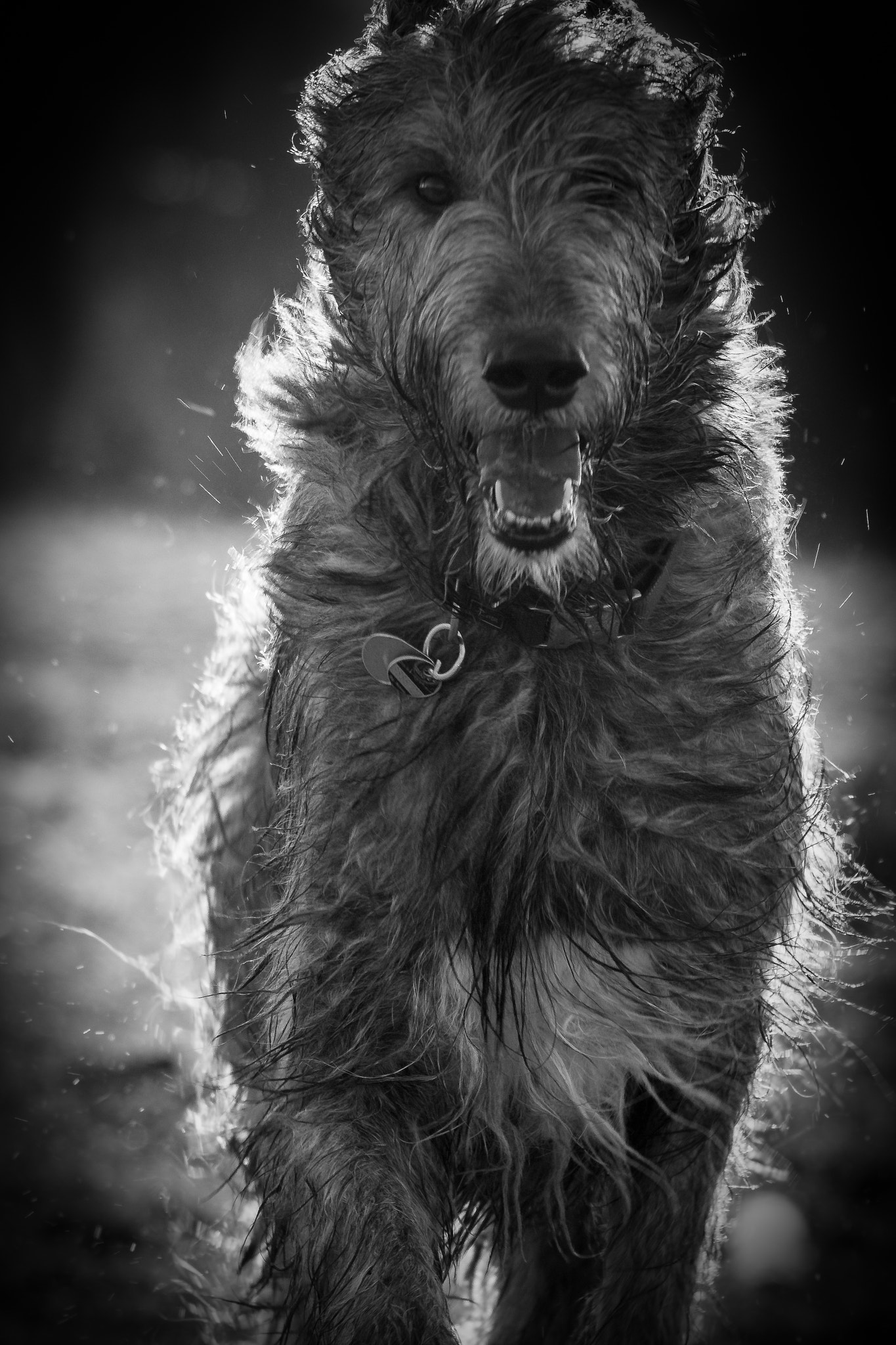 Nikon D500 sample photo. Irish wolfhound ii photography