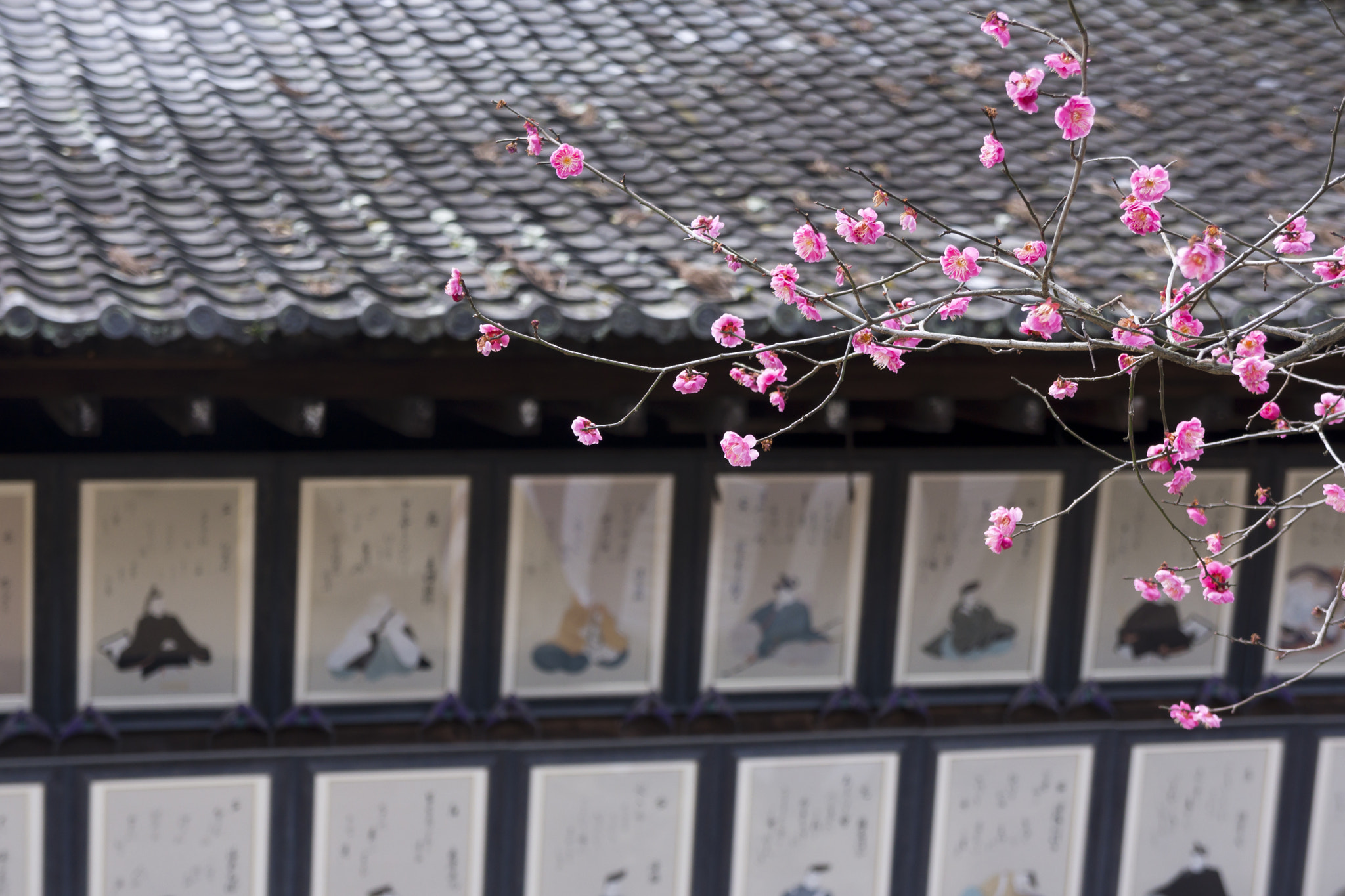 Sony Alpha NEX-7 + Sony E 18-55mm F3.5-5.6 OSS sample photo. Ume festival photography