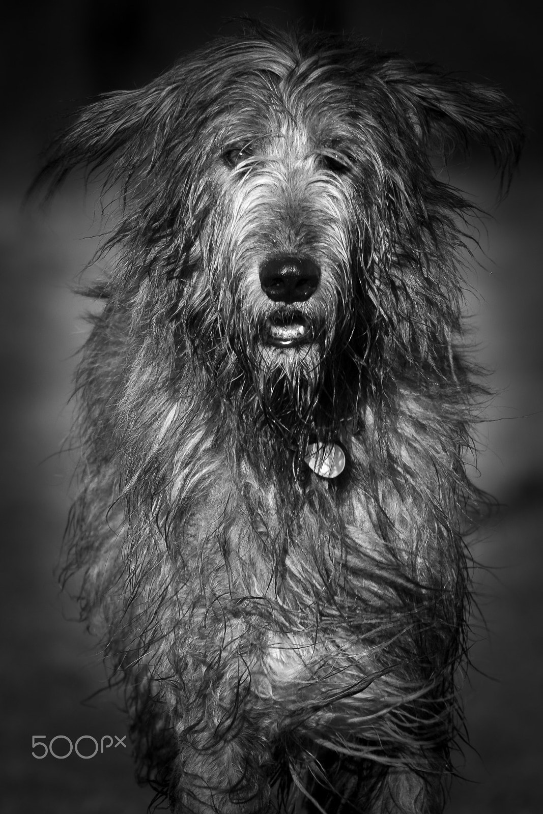 Nikon D500 sample photo. Irish wolfhound iii photography