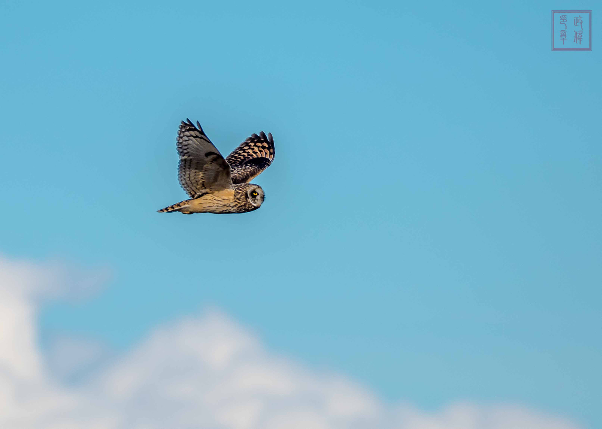Sigma 150-600mm F5-6.3 DG OS HSM | S sample photo. Dsc photography
