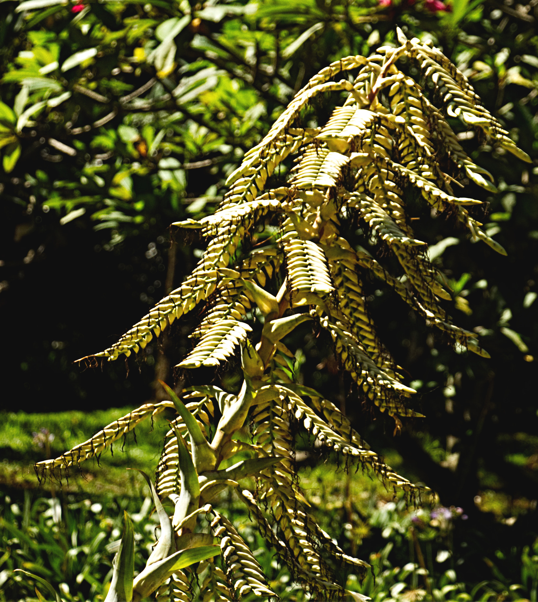 18.0 - 135.0 mm sample photo. Plant photography