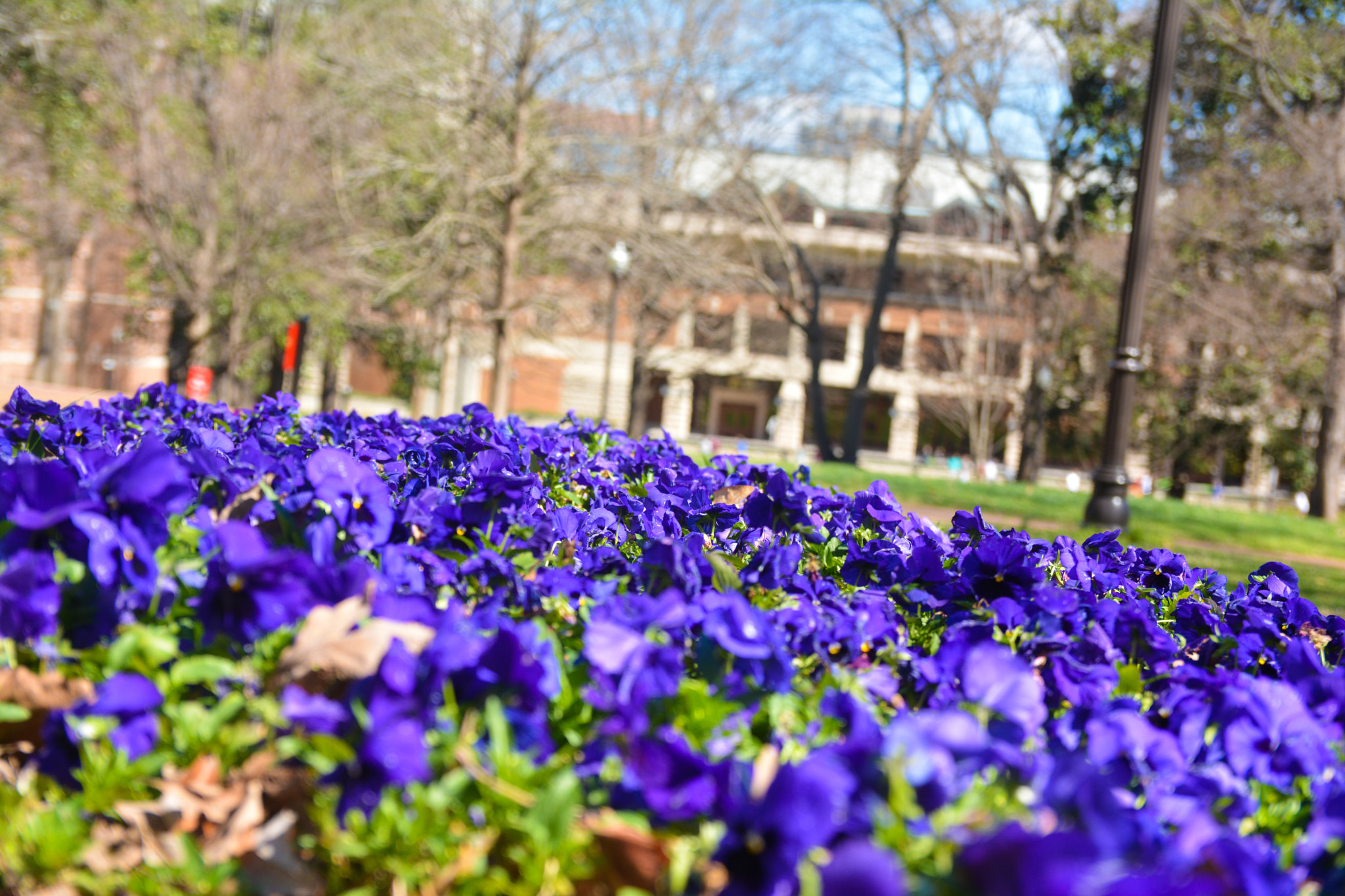 Sigma 17-50mm F2.8 EX DC OS HSM sample photo. Where flower blooms, so does hope photography