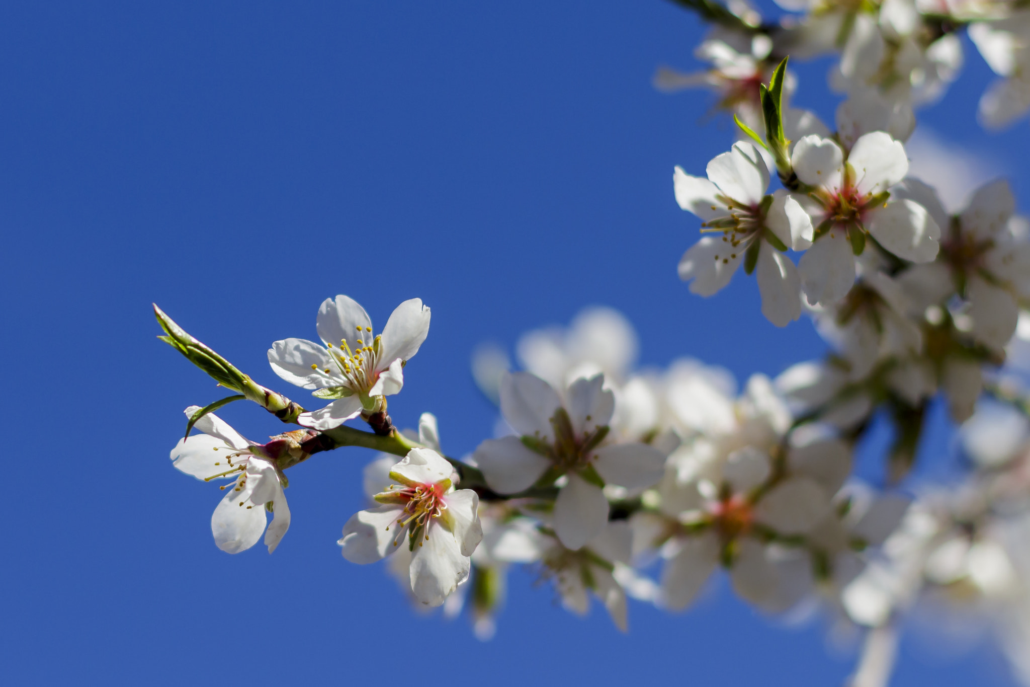 Canon EOS 700D (EOS Rebel T5i / EOS Kiss X7i) + Canon EF 50mm F1.4 USM sample photo. Almond blossom photography
