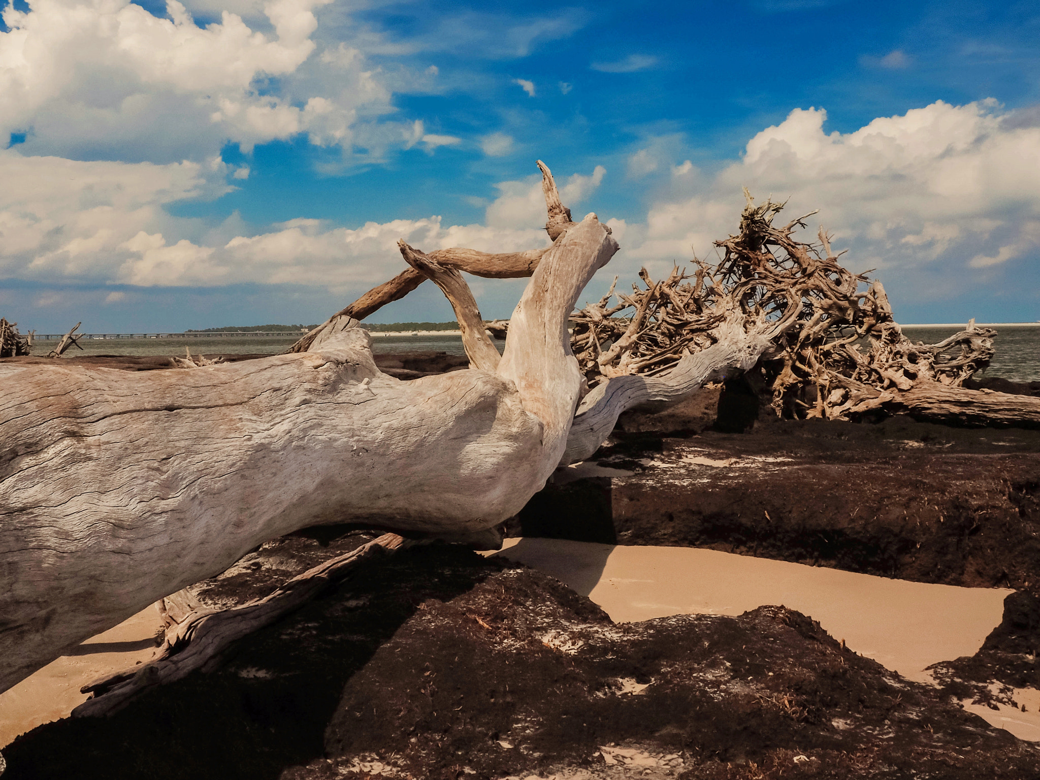 Olympus OM-D E-M5 II sample photo. Driftwood tangle on black rock photography
