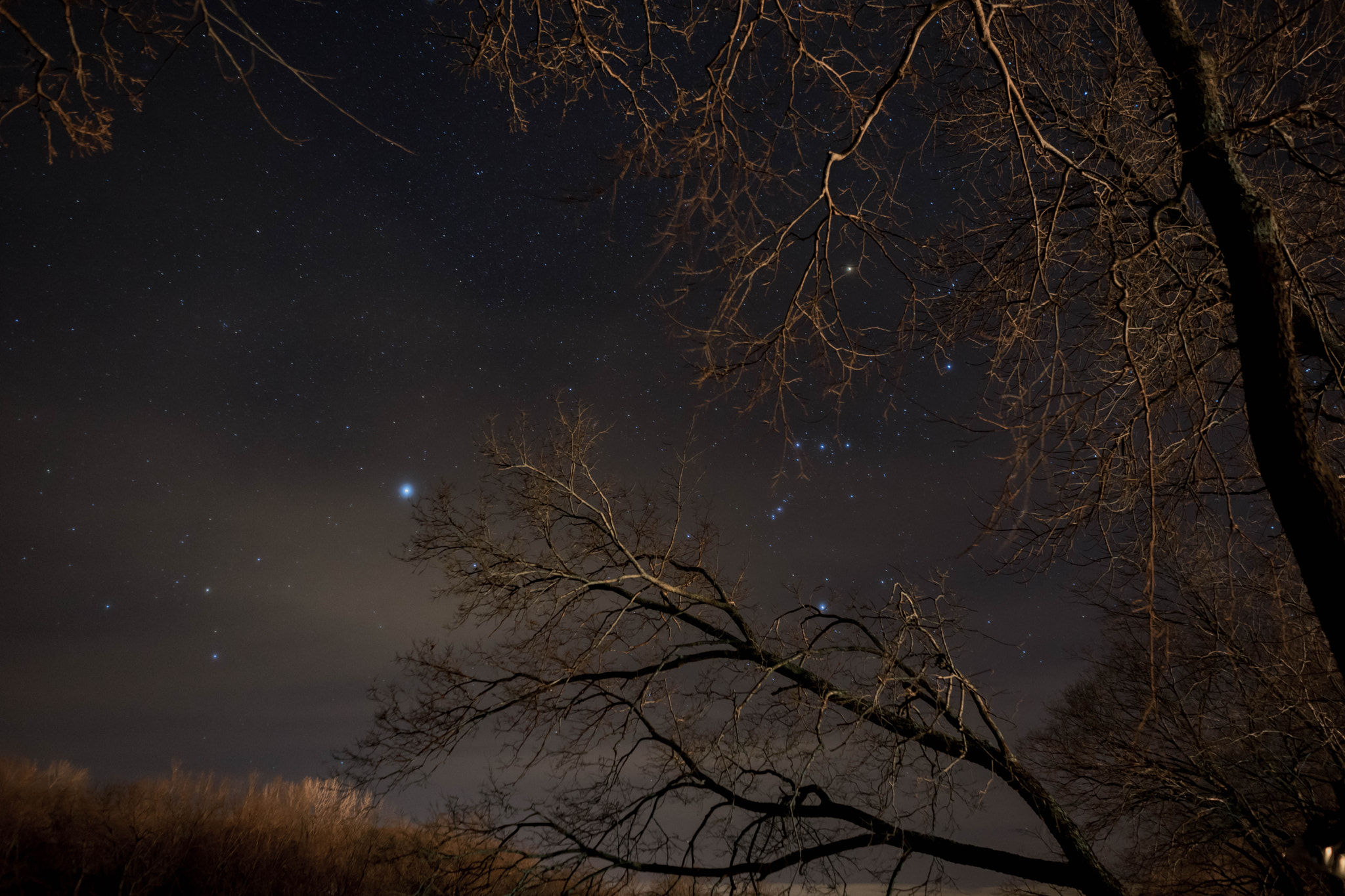 Sony a7 II sample photo. Orion in the trees photography