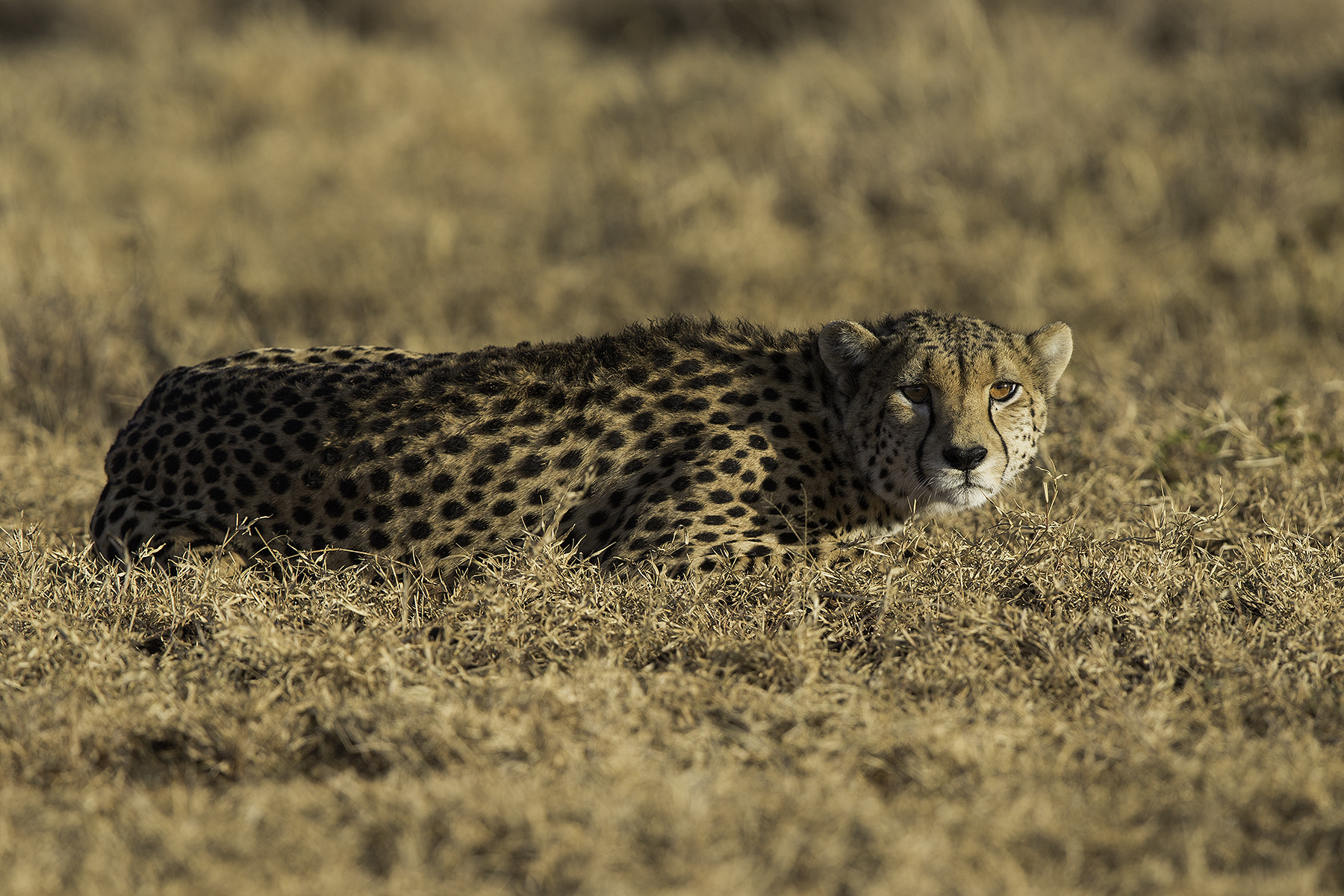 Canon EF 600mm F4L IS II USM sample photo. Cheetah photography