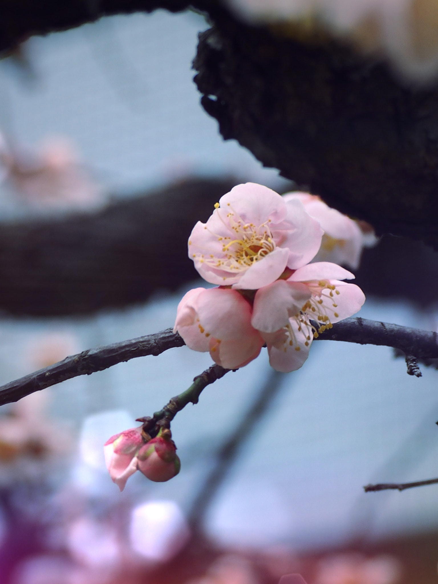 Olympus OM-D E-M1 sample photo. Spring beckons photography