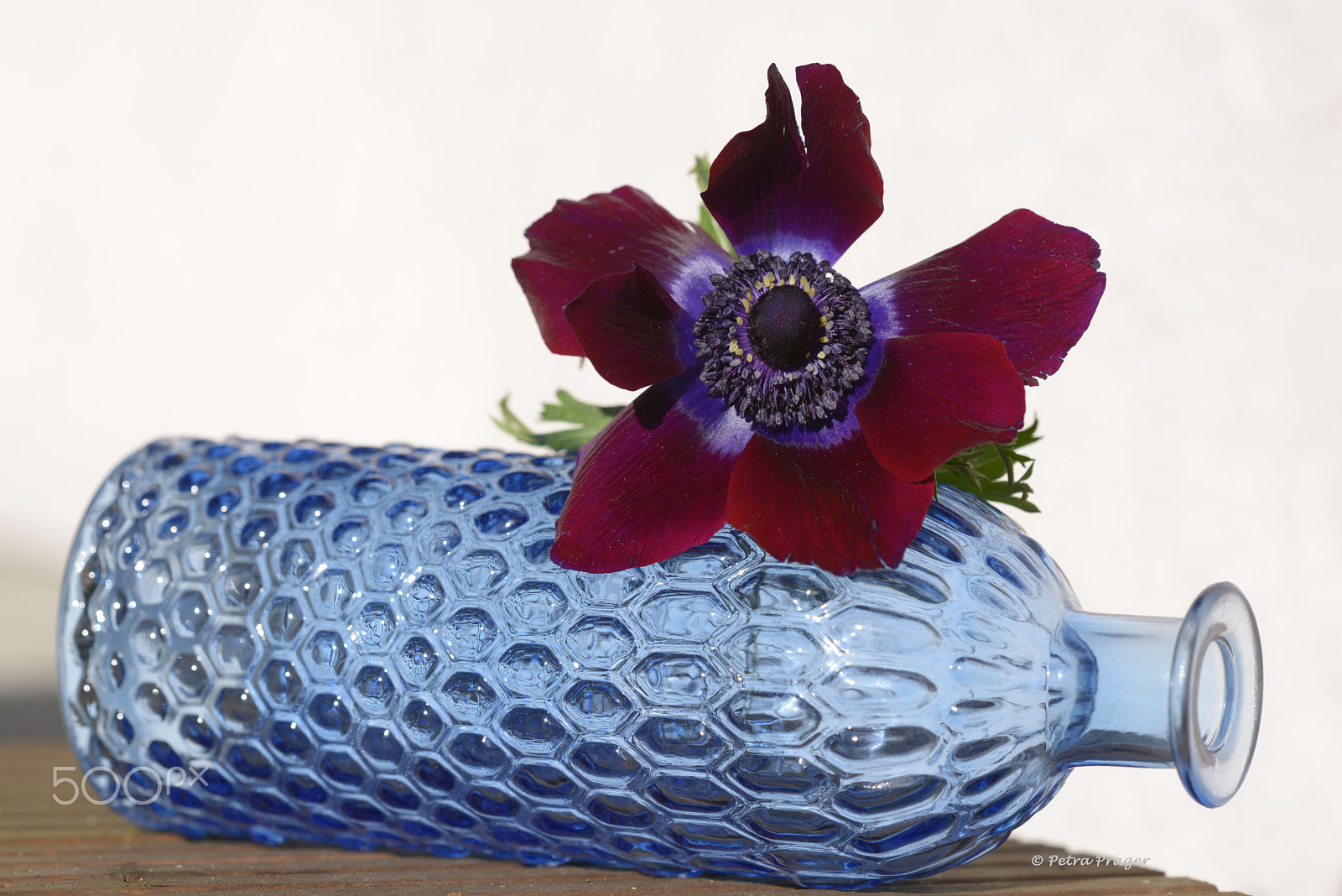 Sigma 150mm F2.8 EX DG OS Macro HSM sample photo. Blue anemone photography