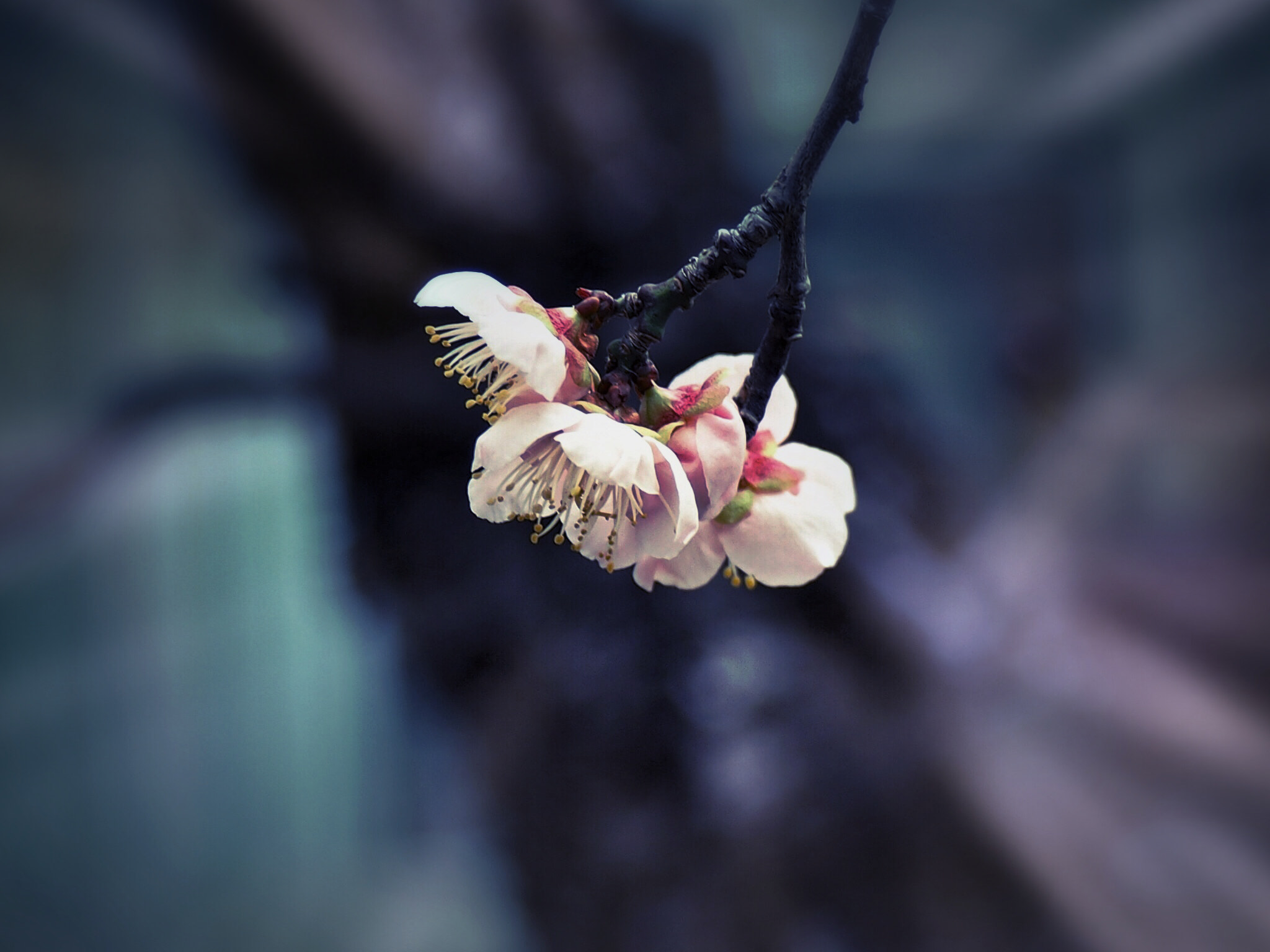 Olympus OM-D E-M1 sample photo. Spring beckons 2 photography