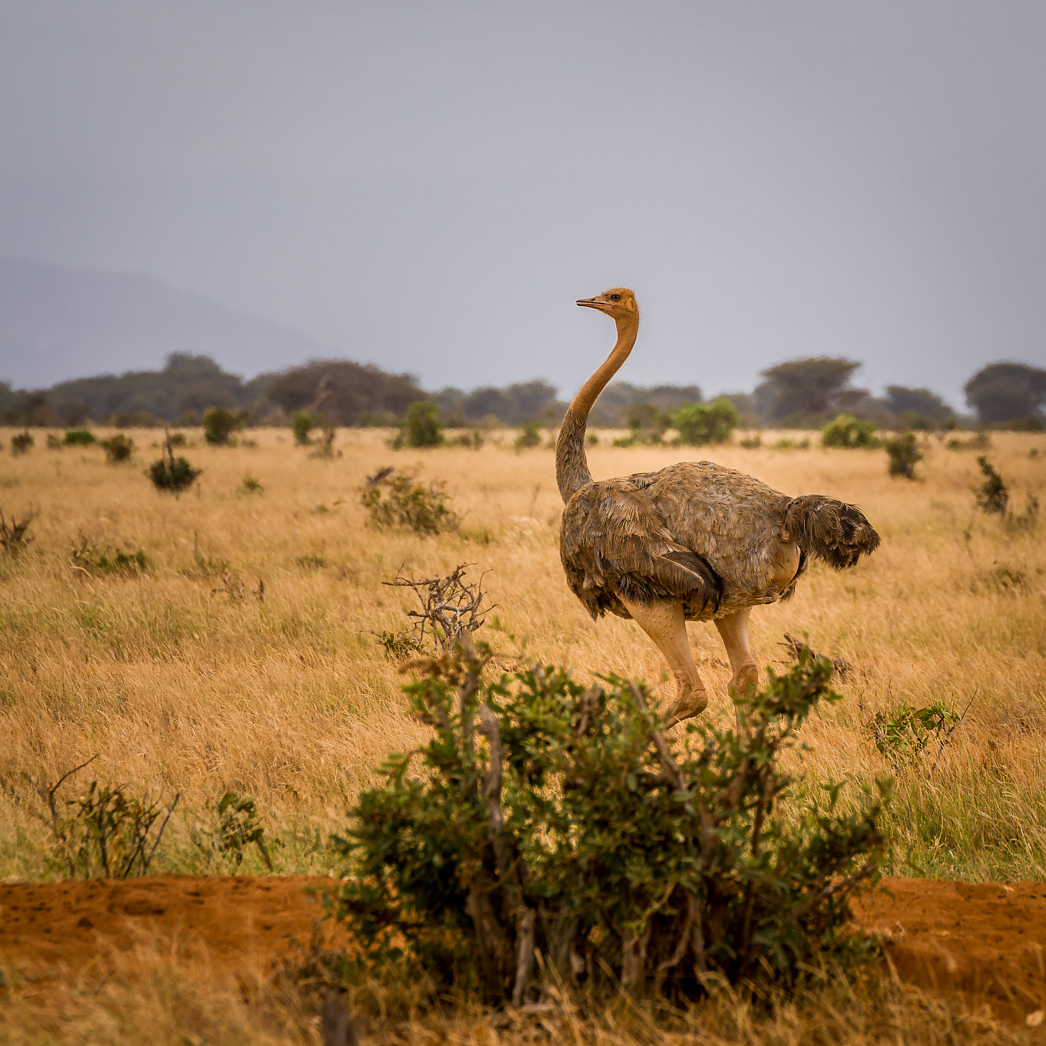 Nikon D7100 + Tamron SP 70-200mm F2.8 Di VC USD sample photo. Somalistrauß (struthio molybdophanes) photography