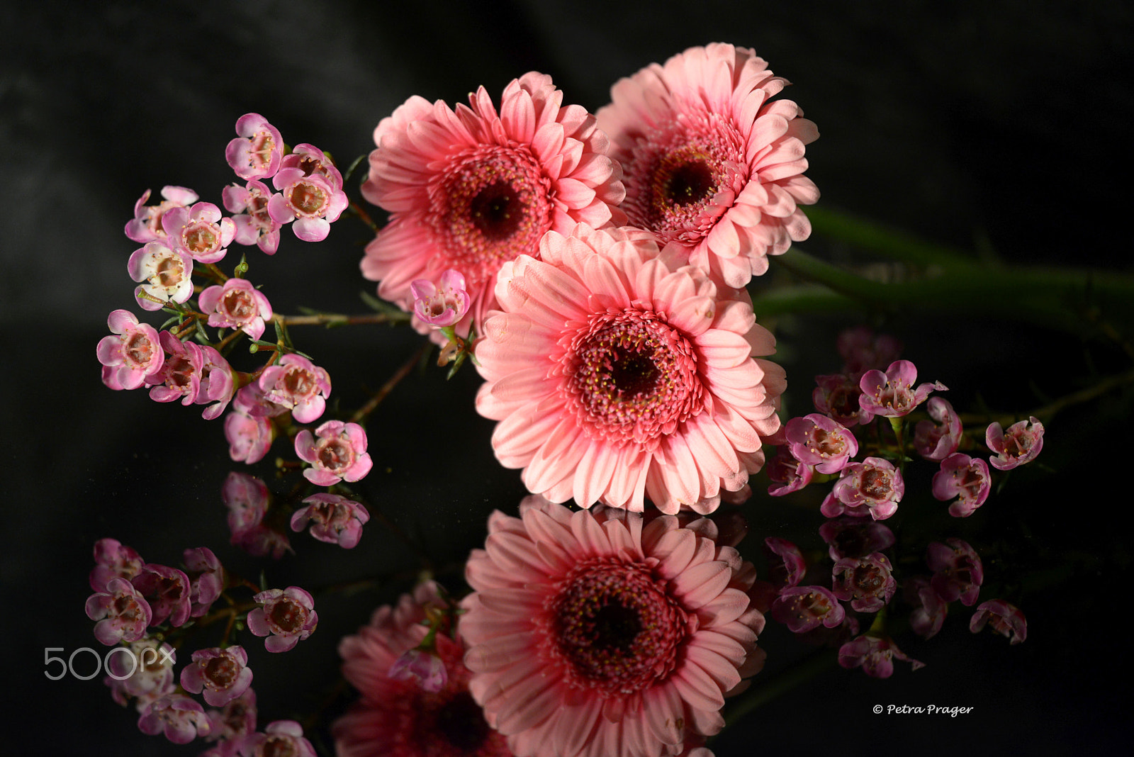 Nikon D800 + Sigma 150mm F2.8 EX DG OS Macro HSM sample photo. Gerbera photography