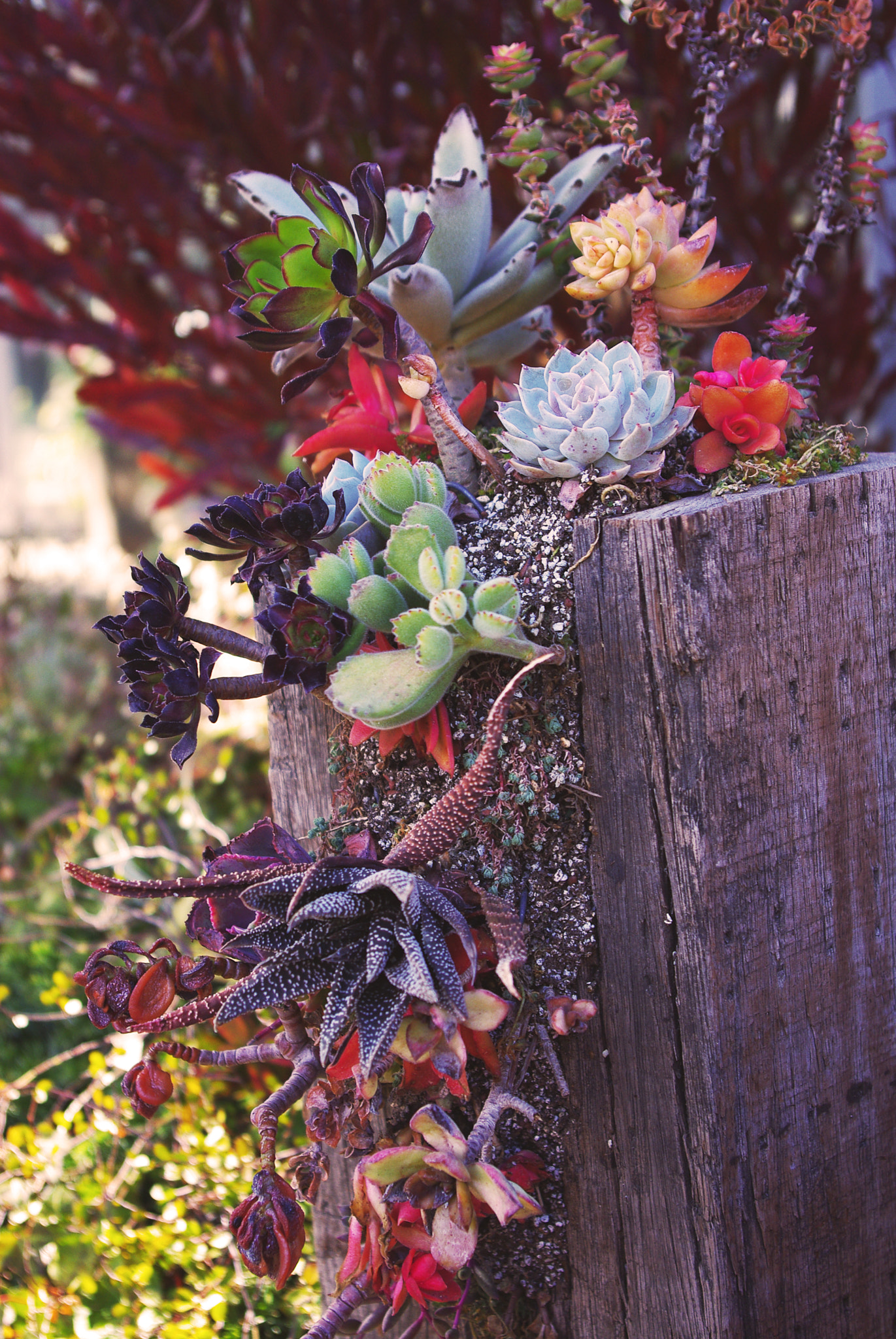 Pentax K-m (K2000) sample photo. Succulent plant assortment photography