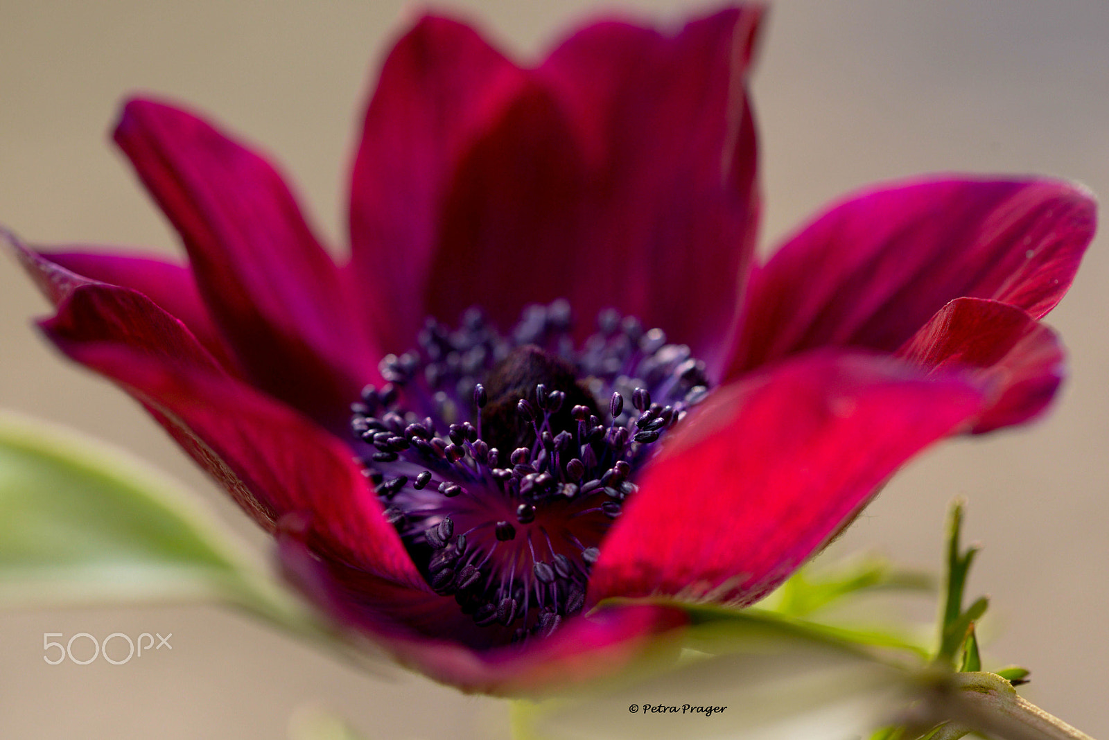 Nikon D800 + Sigma 150mm F2.8 EX DG OS Macro HSM sample photo. Fragile blossom photography