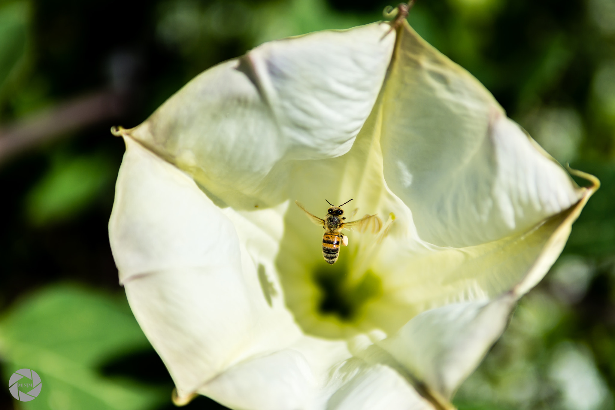 Nikon D7200 sample photo. Classic photography