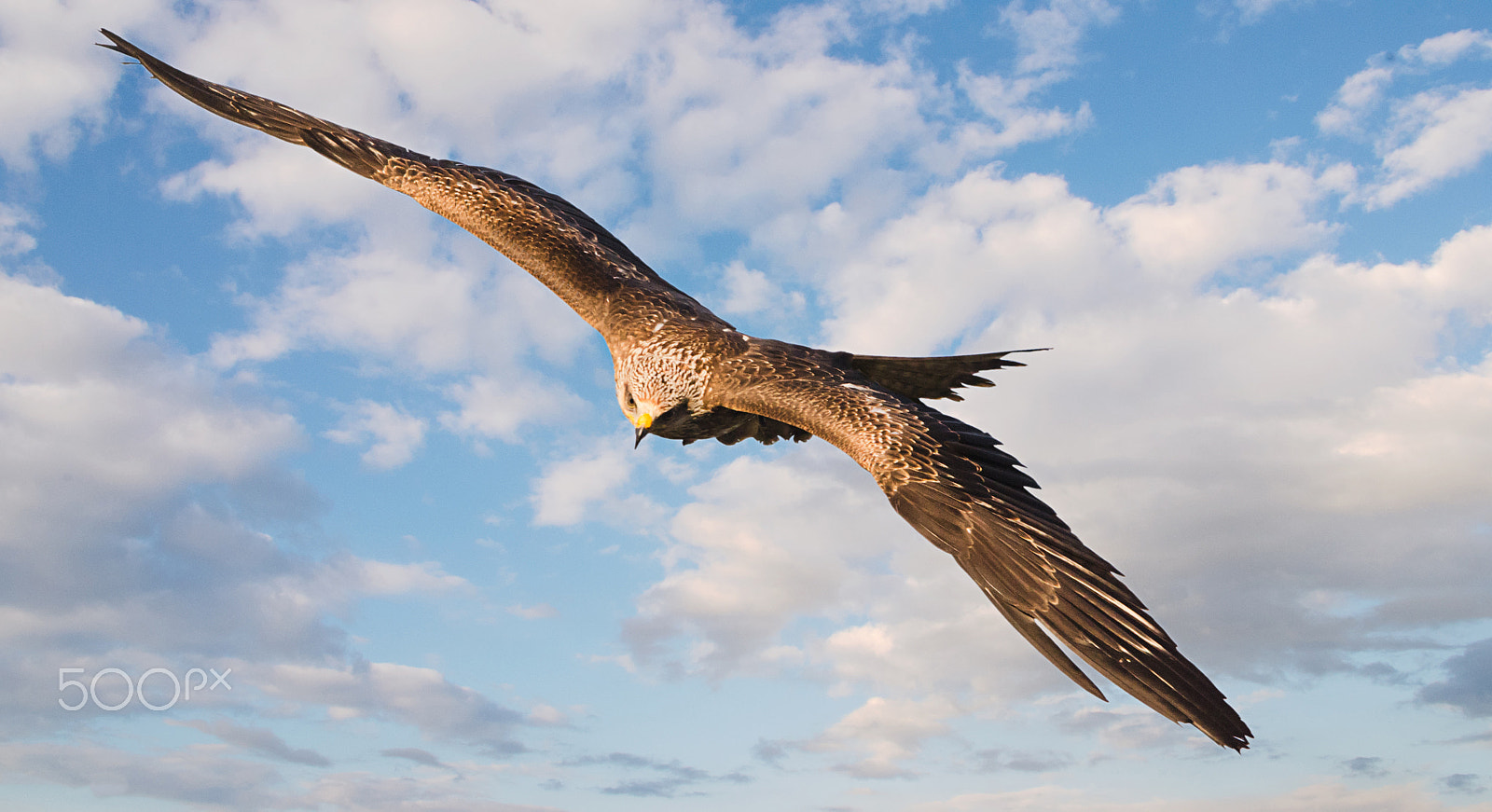 Nikon D7000 + Sigma 150-500mm F5-6.3 DG OS HSM sample photo. Red kite photography