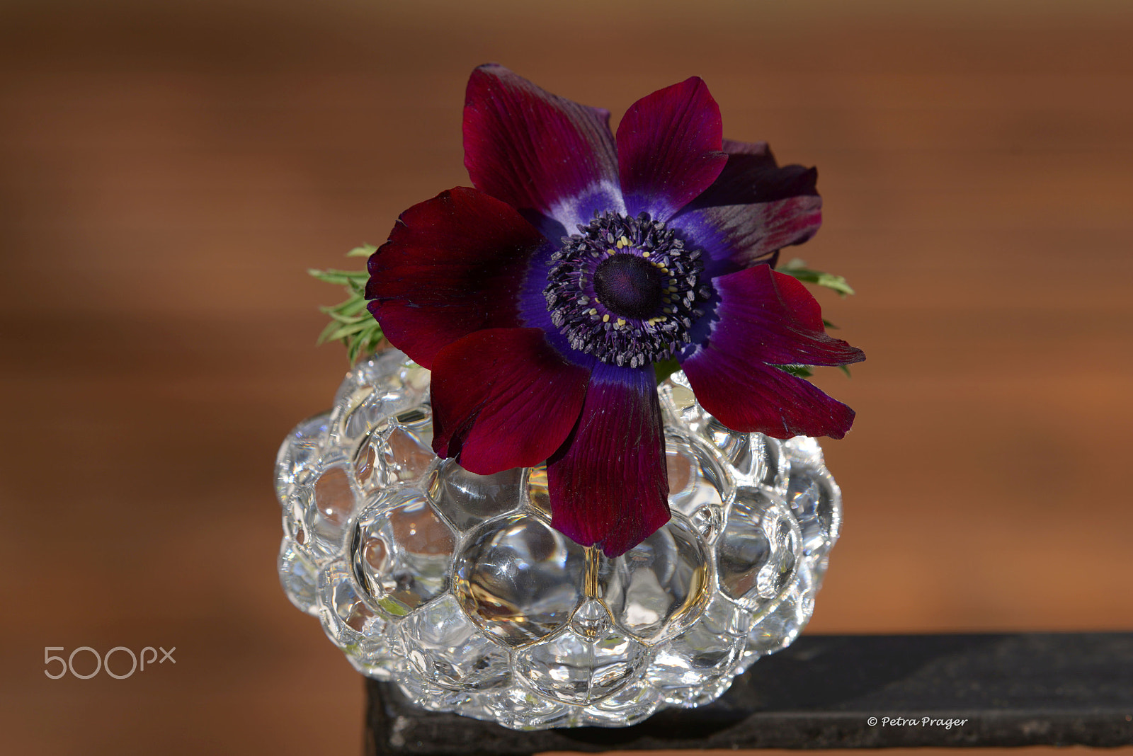 Sigma 150mm F2.8 EX DG OS Macro HSM sample photo. Glas and anemone photography