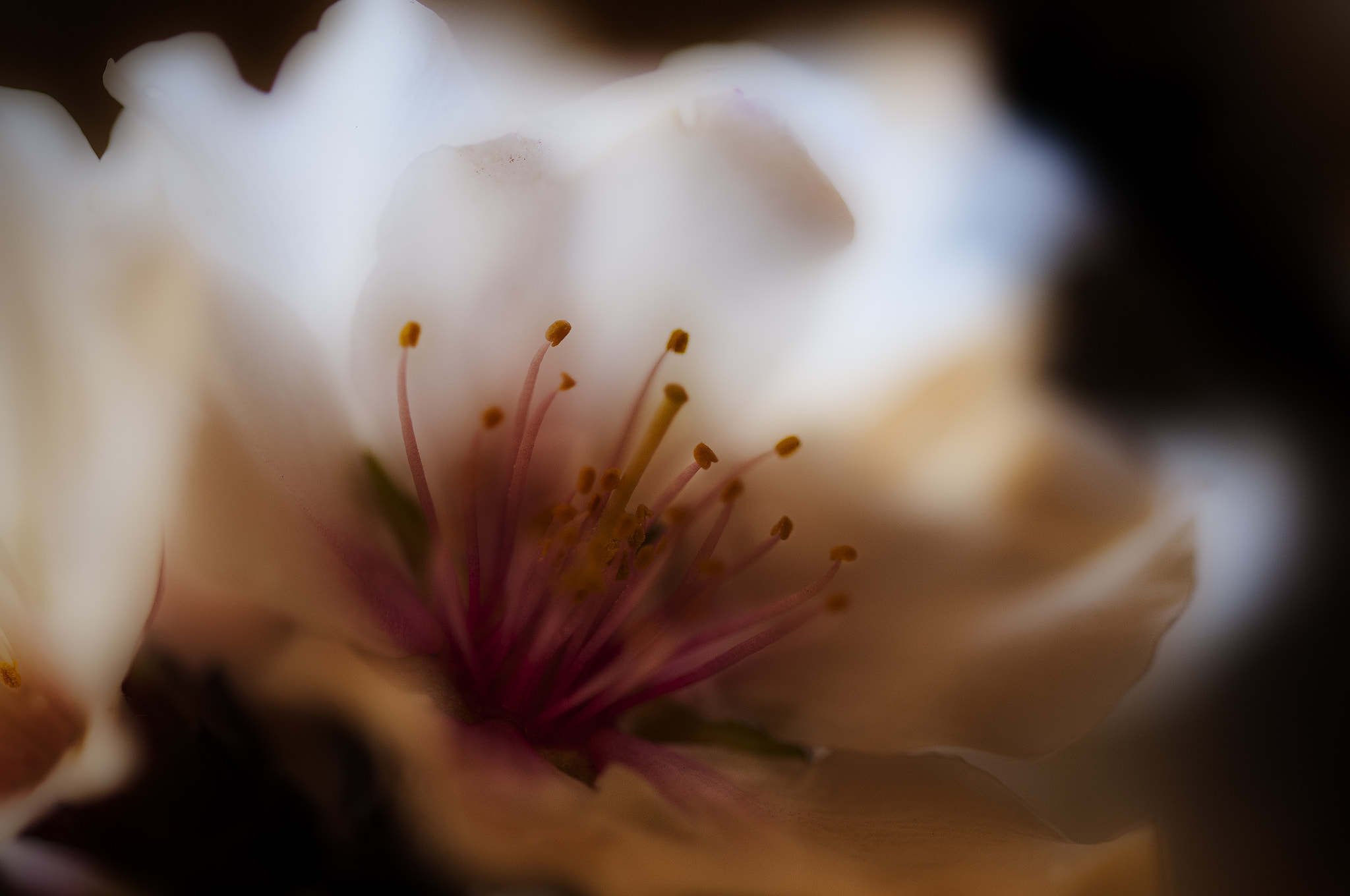 Sigma 105mm F2.8 EX DG OS HSM sample photo. 98700flo photography