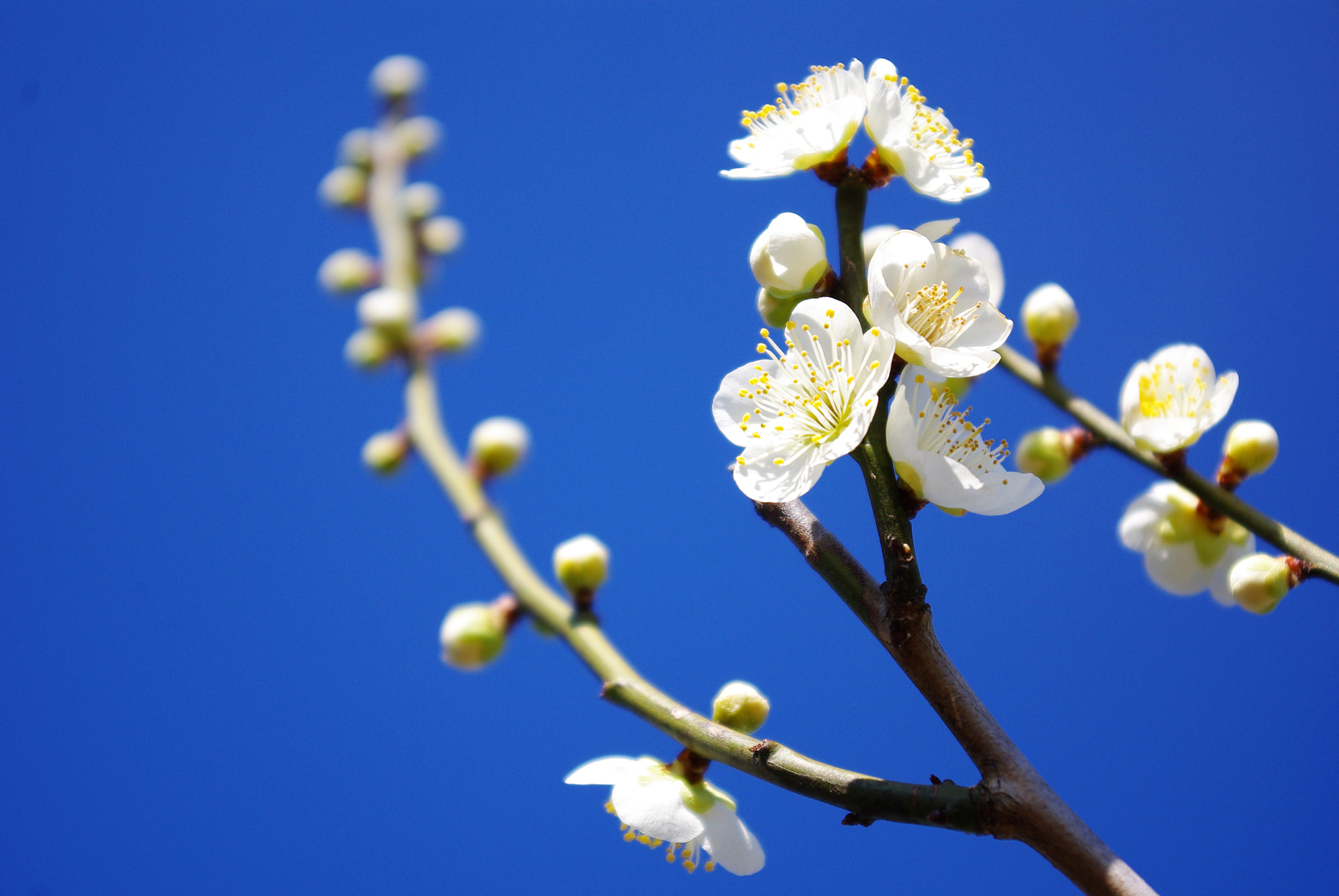 Pentax K-m (K2000) sample photo. Prunus ume photography