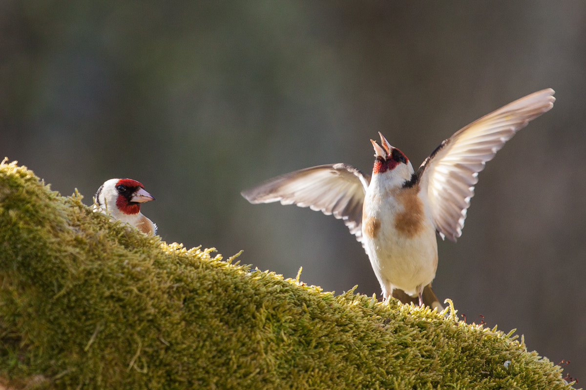 Canon EOS 50D + Canon EF 70-200mm F4L USM sample photo. Carduelis carduelis photography