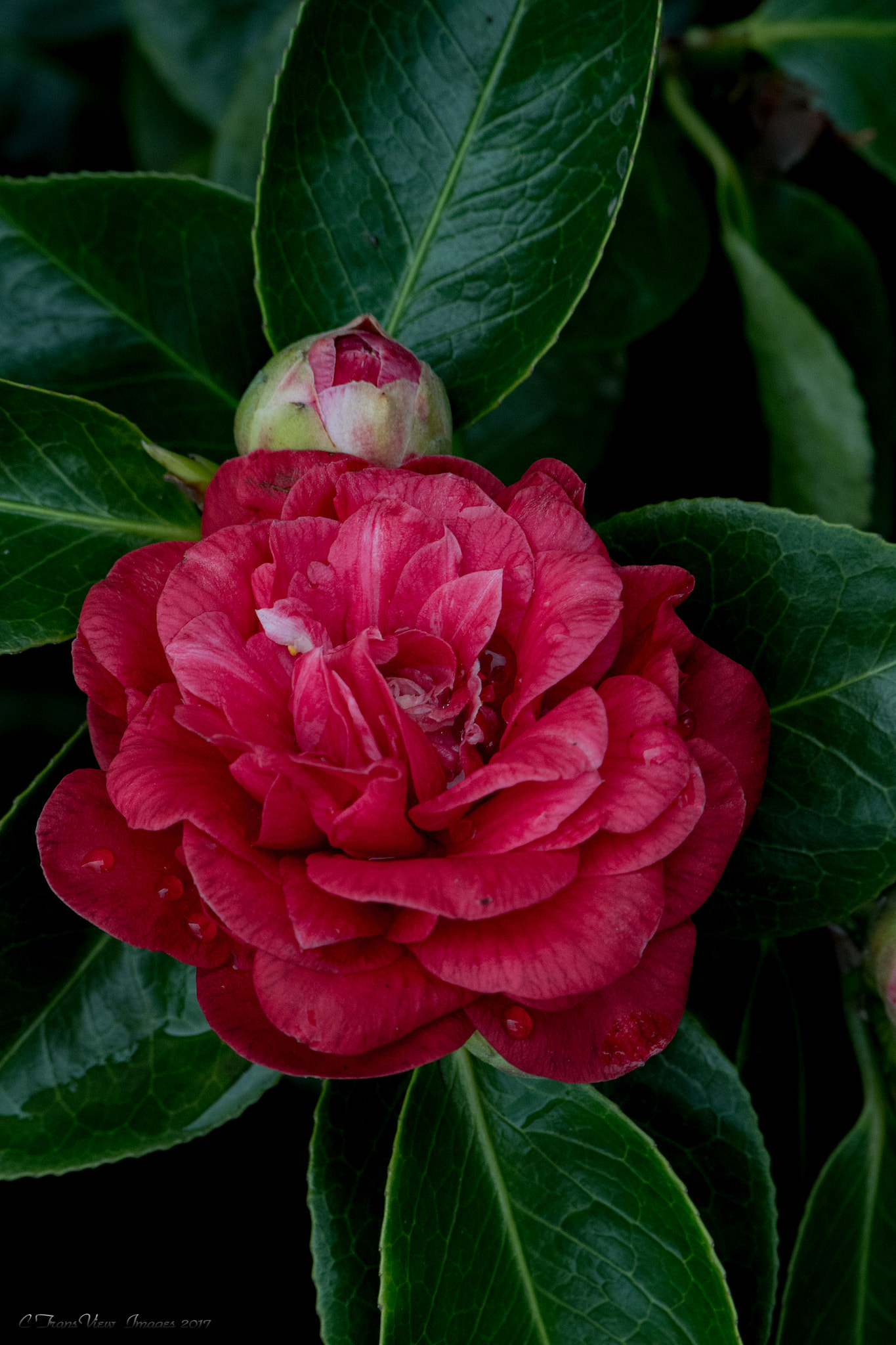 Nikon D500 sample photo. Red flower photography