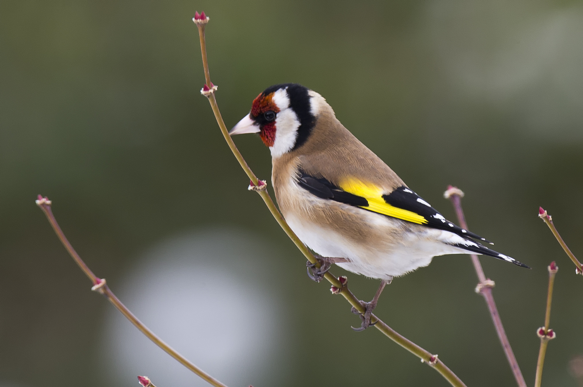 Canon EF 400mm F2.8L IS II USM sample photo. European goldfinch photography