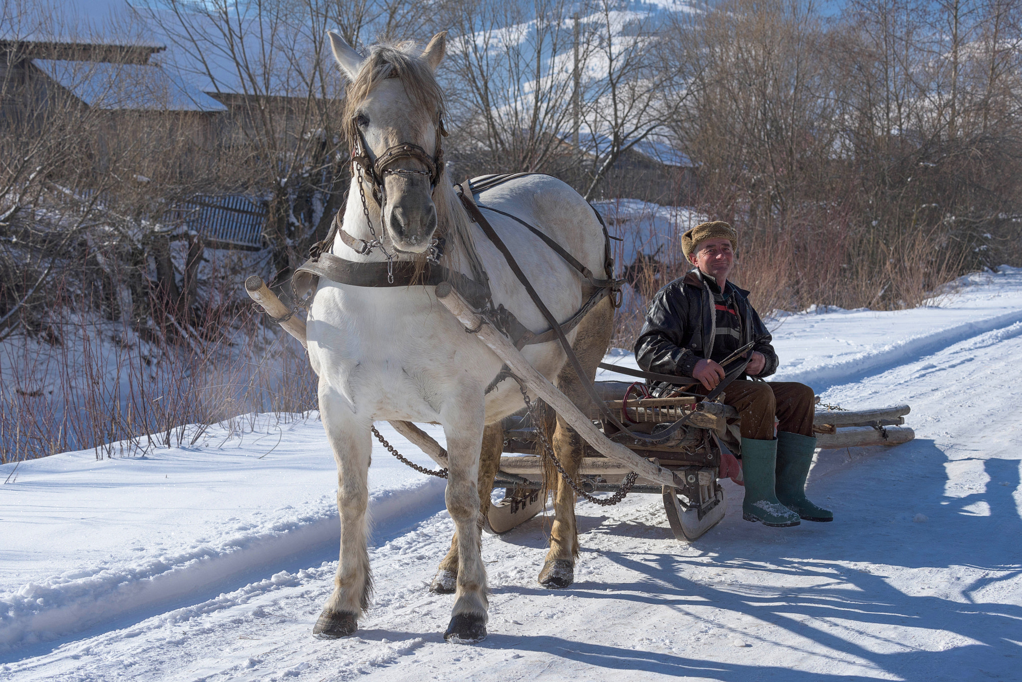 Nikon D810 sample photo. Sled drawn by horse photography