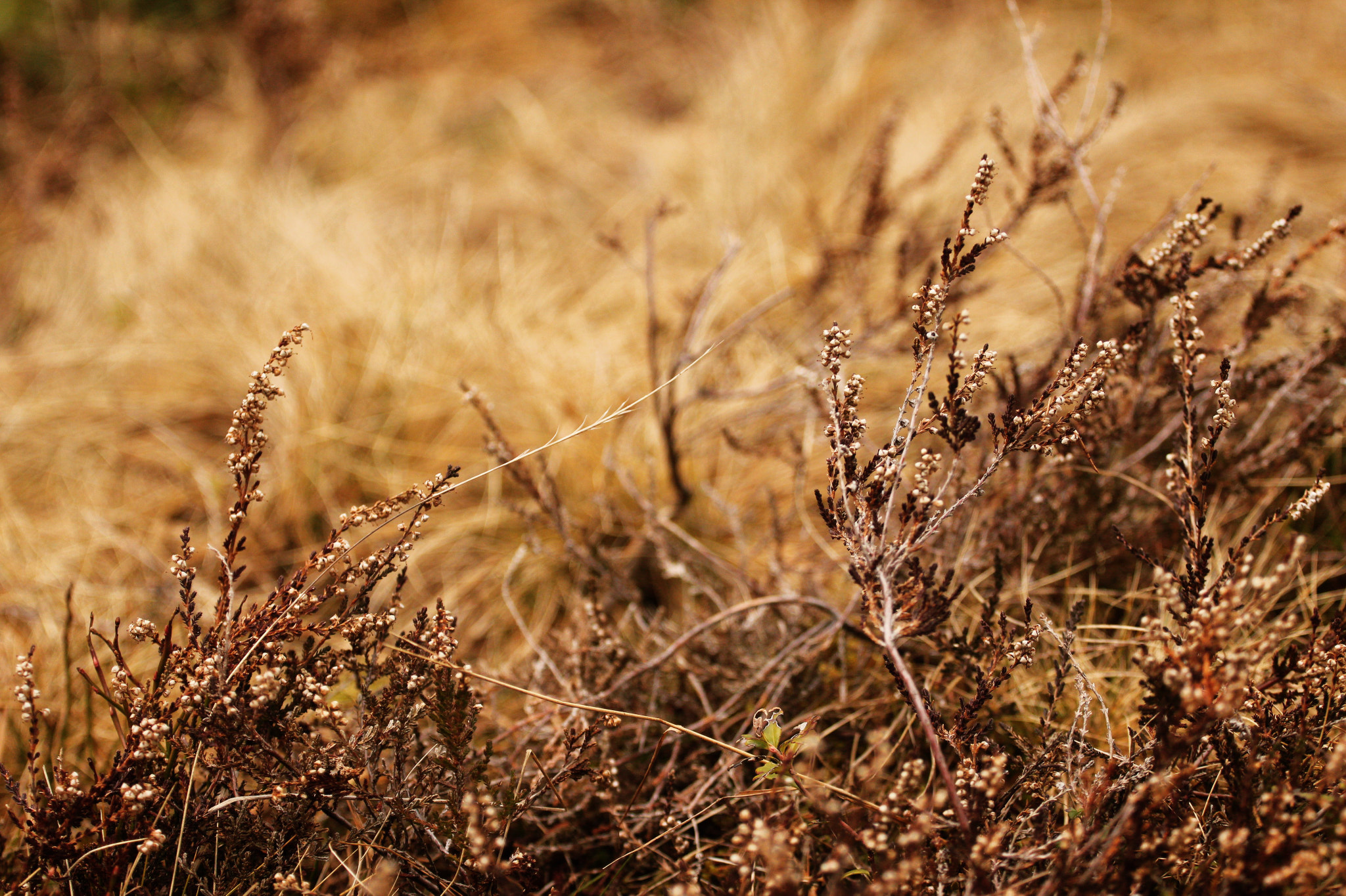 Canon EOS 600D (Rebel EOS T3i / EOS Kiss X5) + Canon EF 70-200mm F4L USM sample photo. "i like this place and could willingly waste my time in it." - william shakespeare photography