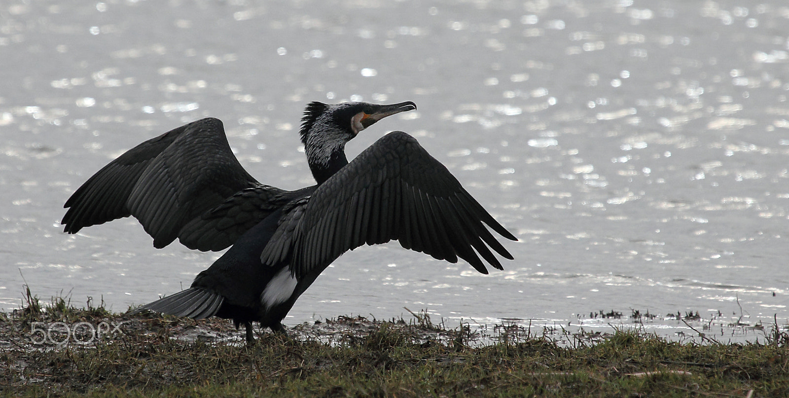 Canon EOS 60D + Canon EF 100-400mm F4.5-5.6L IS USM sample photo. Spread your wings.... photography