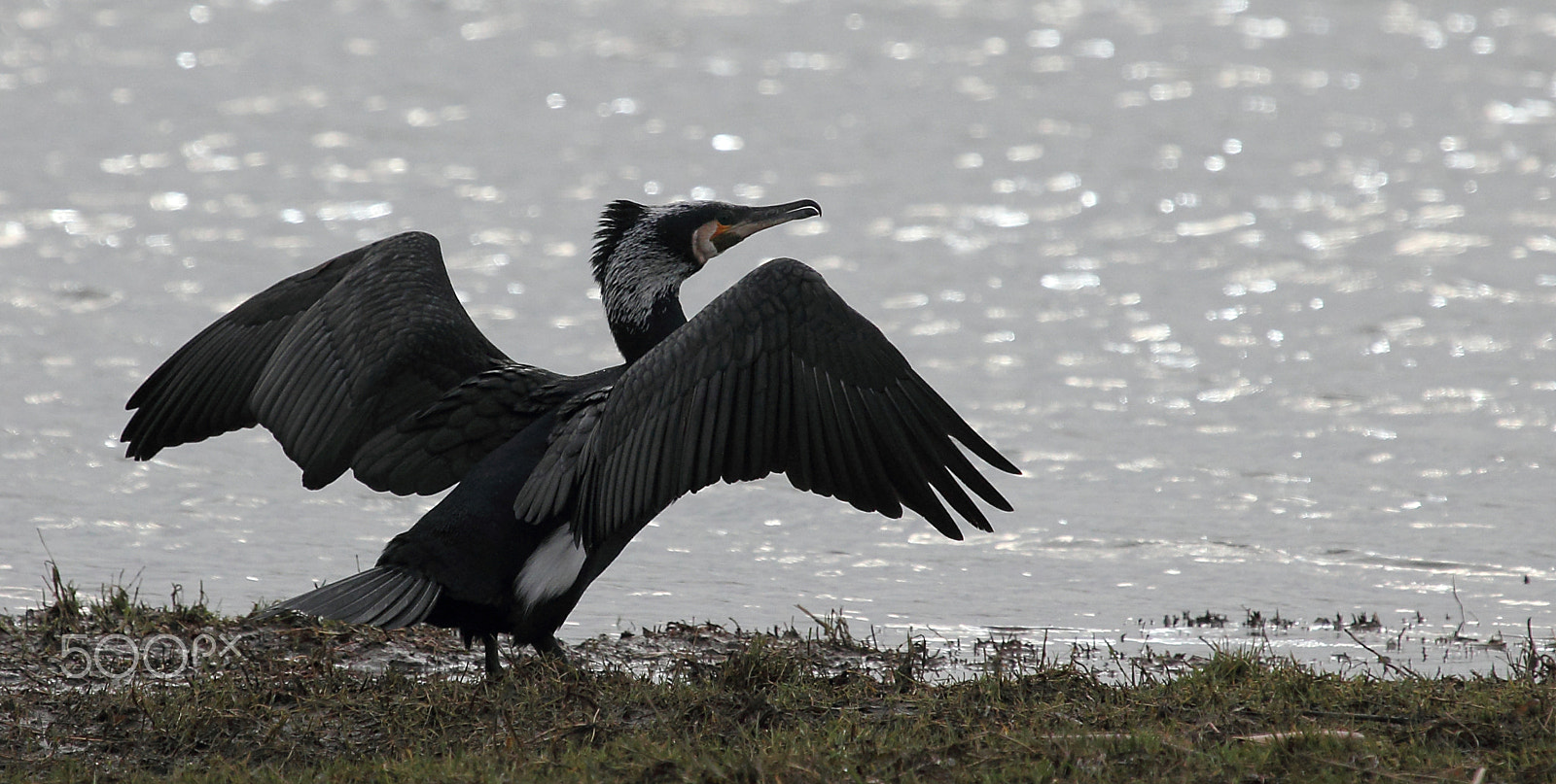 Canon EF 100-400mm F4.5-5.6L IS USM sample photo. Spread your wings.... photography