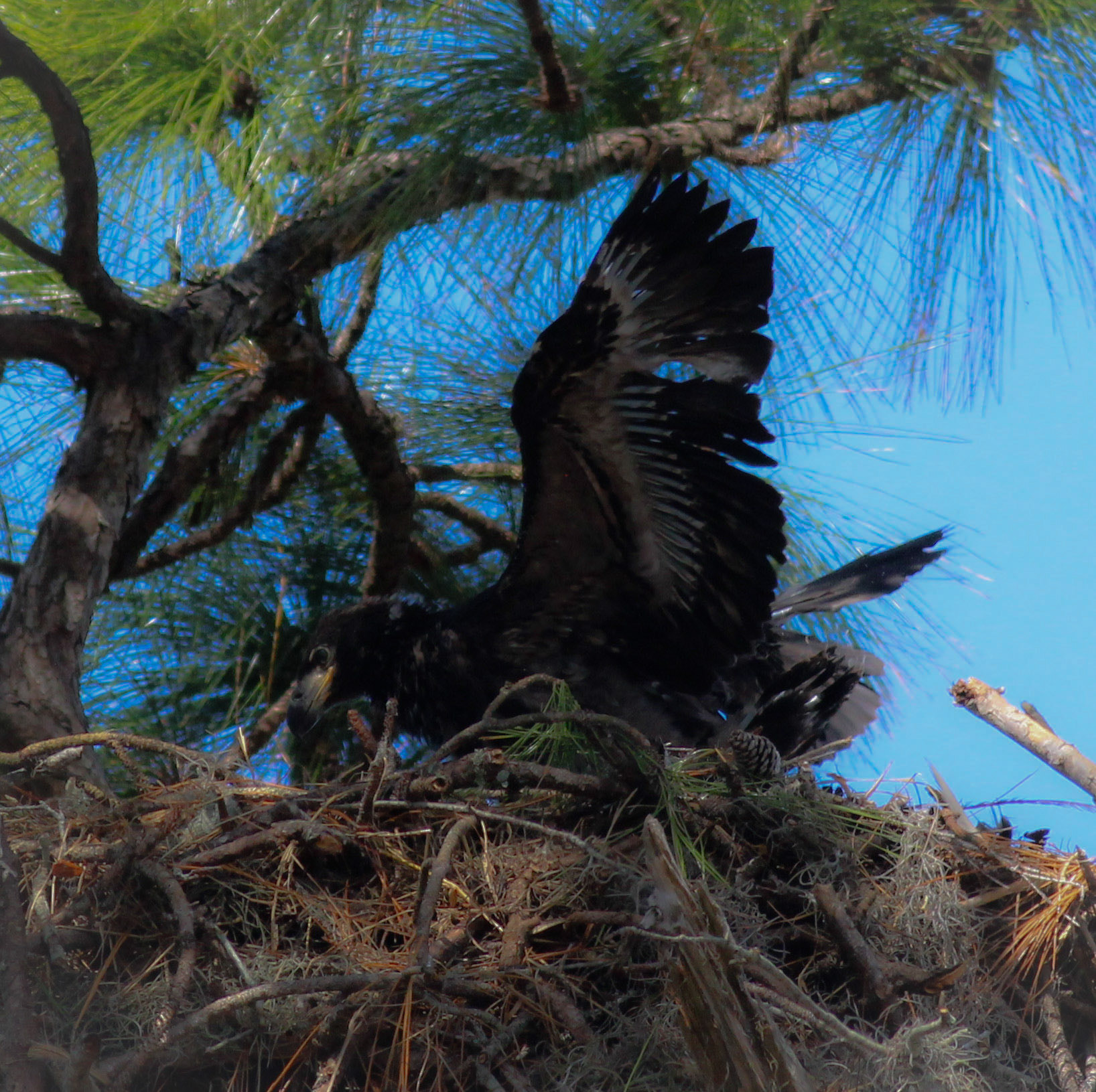 Canon EOS 600D (Rebel EOS T3i / EOS Kiss X5) + Canon EF 400mm F5.6L USM sample photo. Eaglet flapping in nest pin feathers bald eagle photography