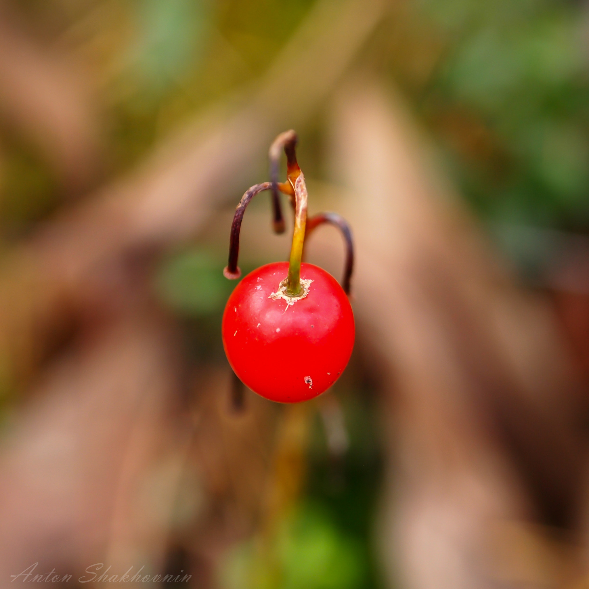 Olympus PEN E-PL1 sample photo. Lily of the valley photography