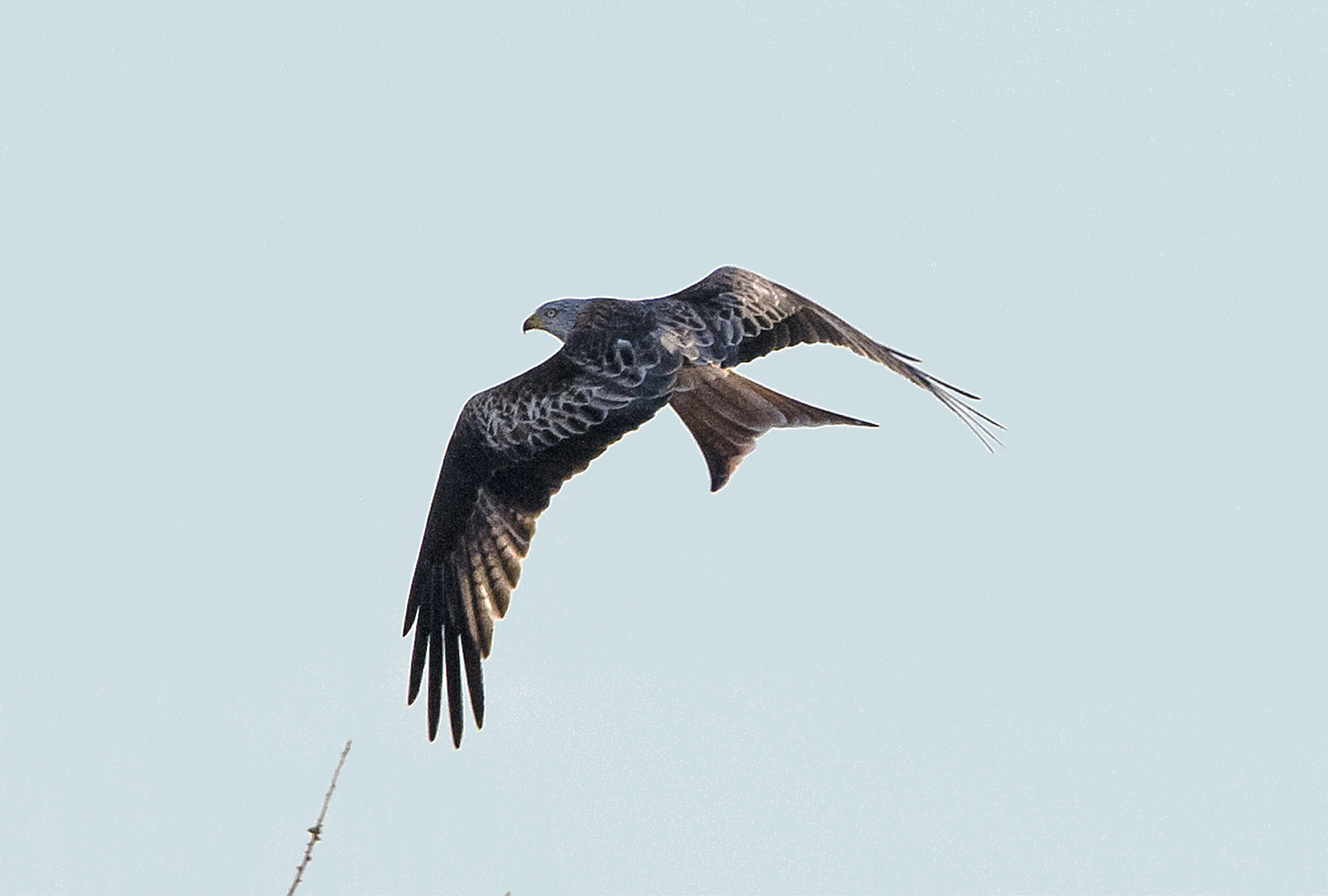 Sigma 150-600mm F5-6.3 DG OS HSM | C sample photo. Red kite - 1 photography